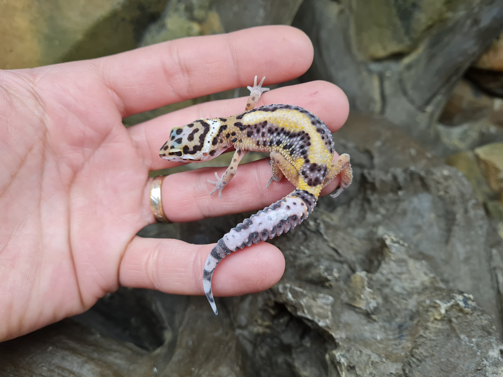 Eublepharis macularius "Bandit bold stripe lavender" TSD MÃ¢le 2024 Nom/rÃ©fÃ©rence : DIO