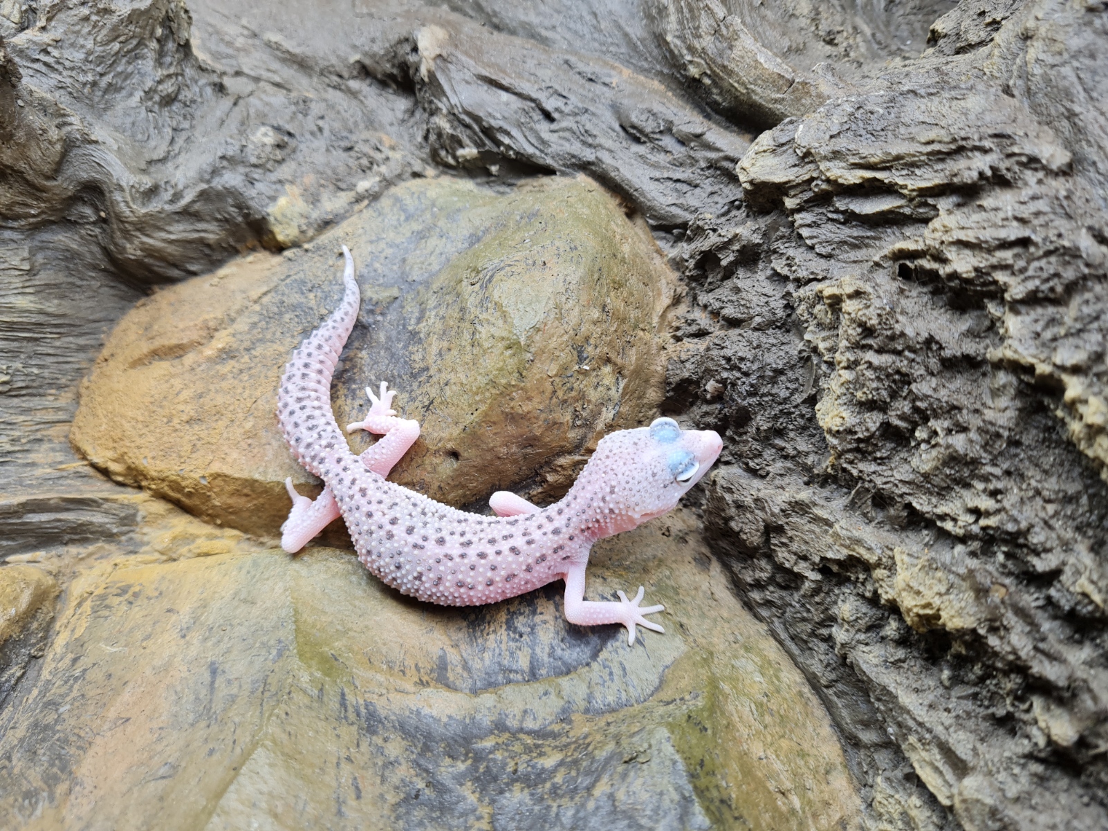Eublepharis macularius "Super mack snow eclipse pied" TSD Femelle 2024 Nom/rÃ©fÃ©rence : DRYA