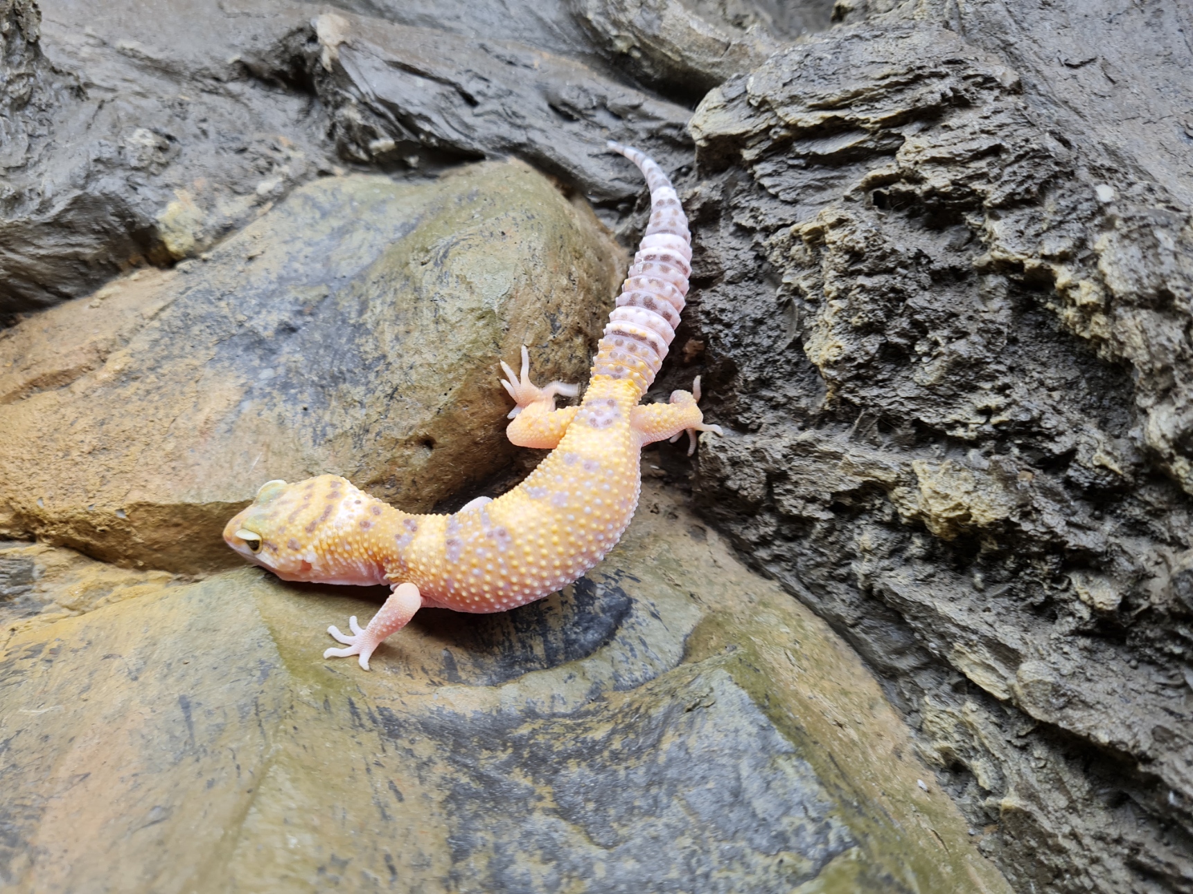 Eublepharis macularius "Sunglow rainwater" TSD Femelle 2024 Nom/référence : ECOLA