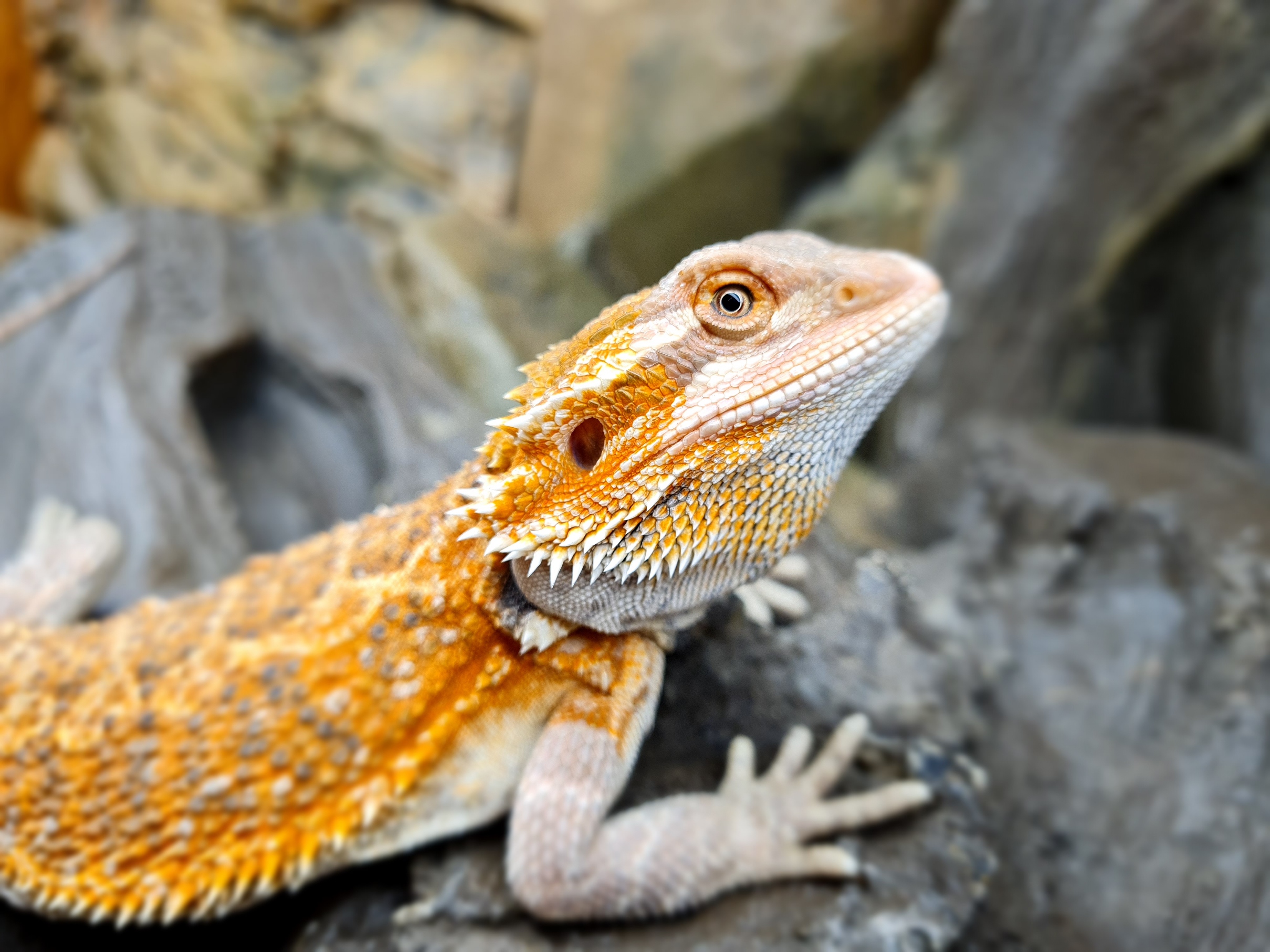 Pogona vitticeps "Orange/red blue bar" MÃ¢le 2024 Nom/rÃ©fÃ©rence : ELMECO