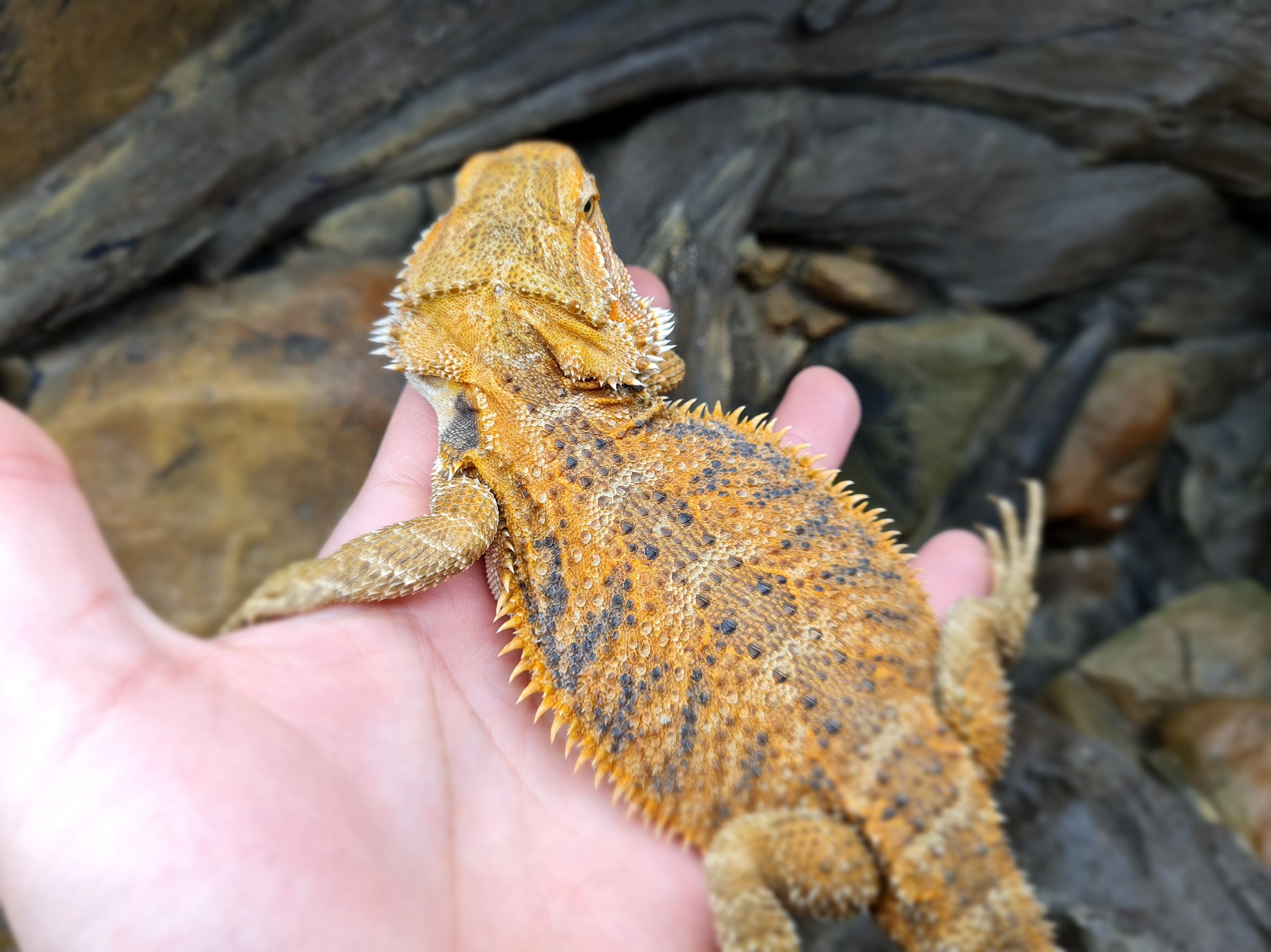 Pogona vitticeps "Orange blue bar" Femelle 2024 Nom/rÃ©fÃ©rence : ERTISA