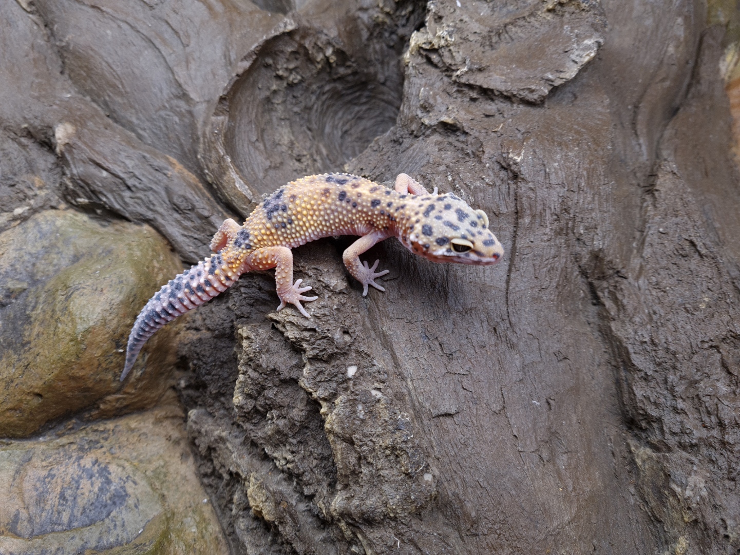 Eublepharis macularius "Hypo bandit" Femelle 2024 Nom/rÃ©fÃ©rence : FANIA
