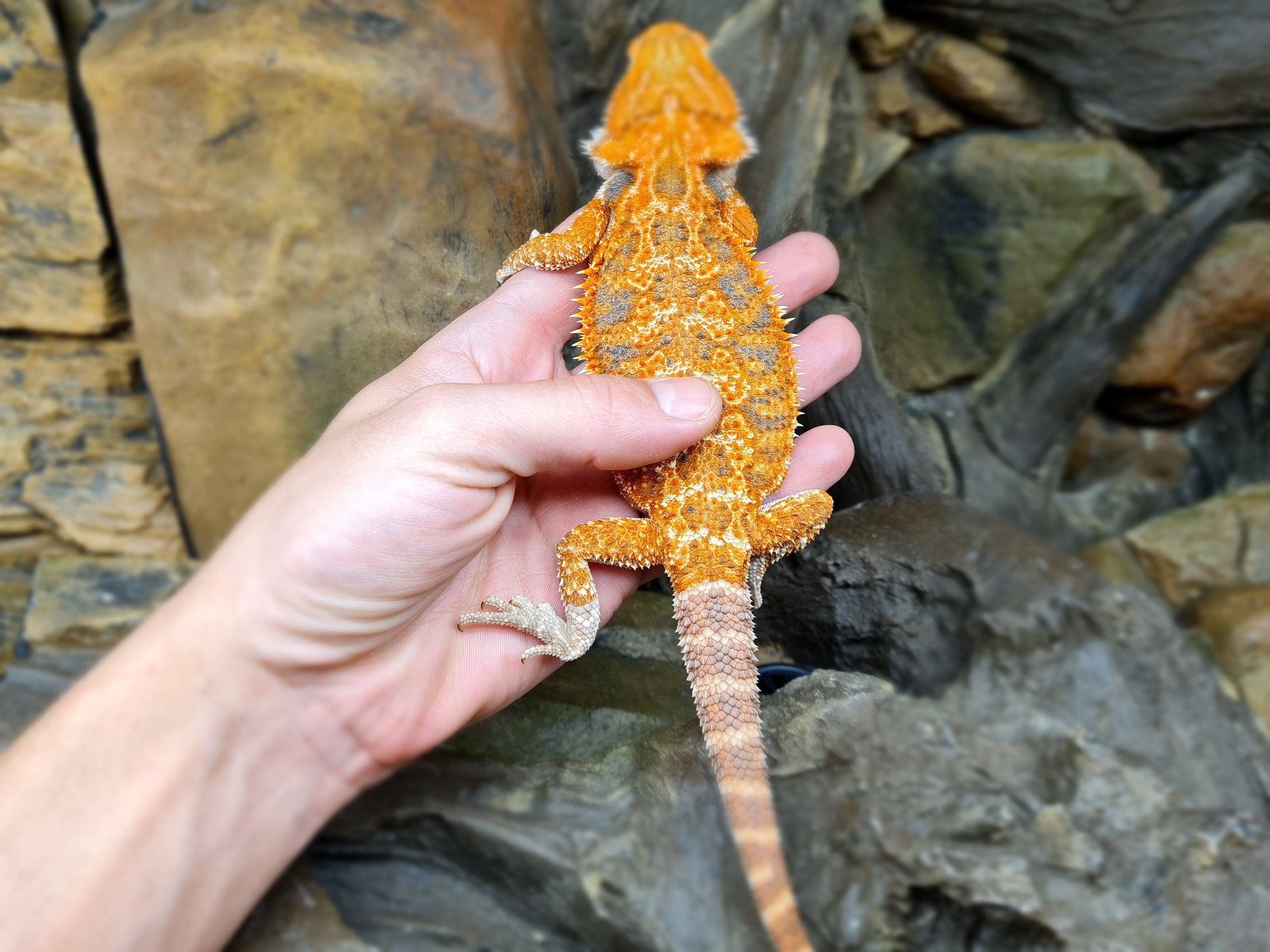 Pogona vitticeps "Orange/red blue bar" Femelle 2024 Nom/rÃ©fÃ©rence : FIROLIDA