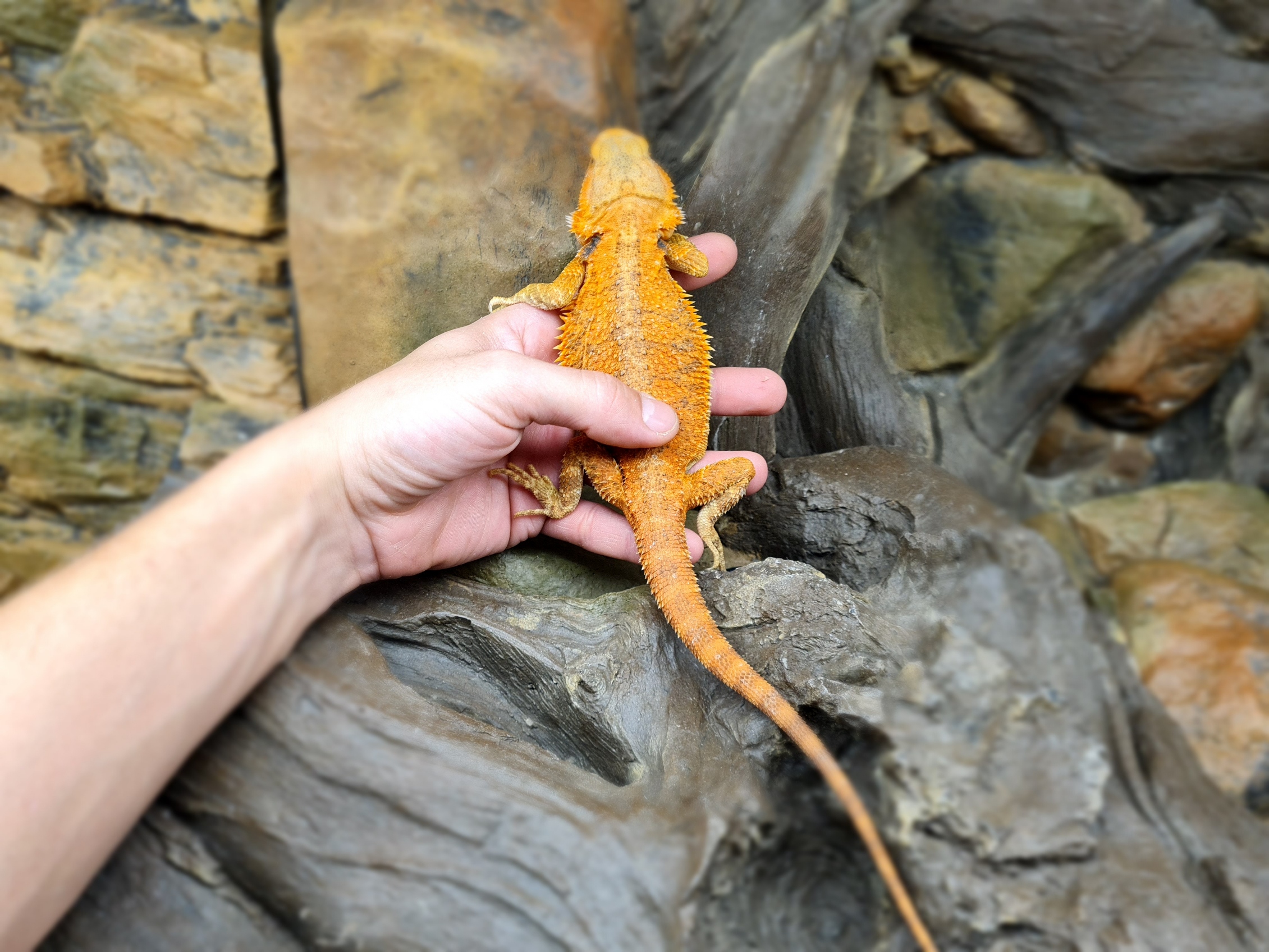 Pogona vitticeps "Hypo super trans orange/red blue bar" Femelle 2024 Nom/référence : HARANA