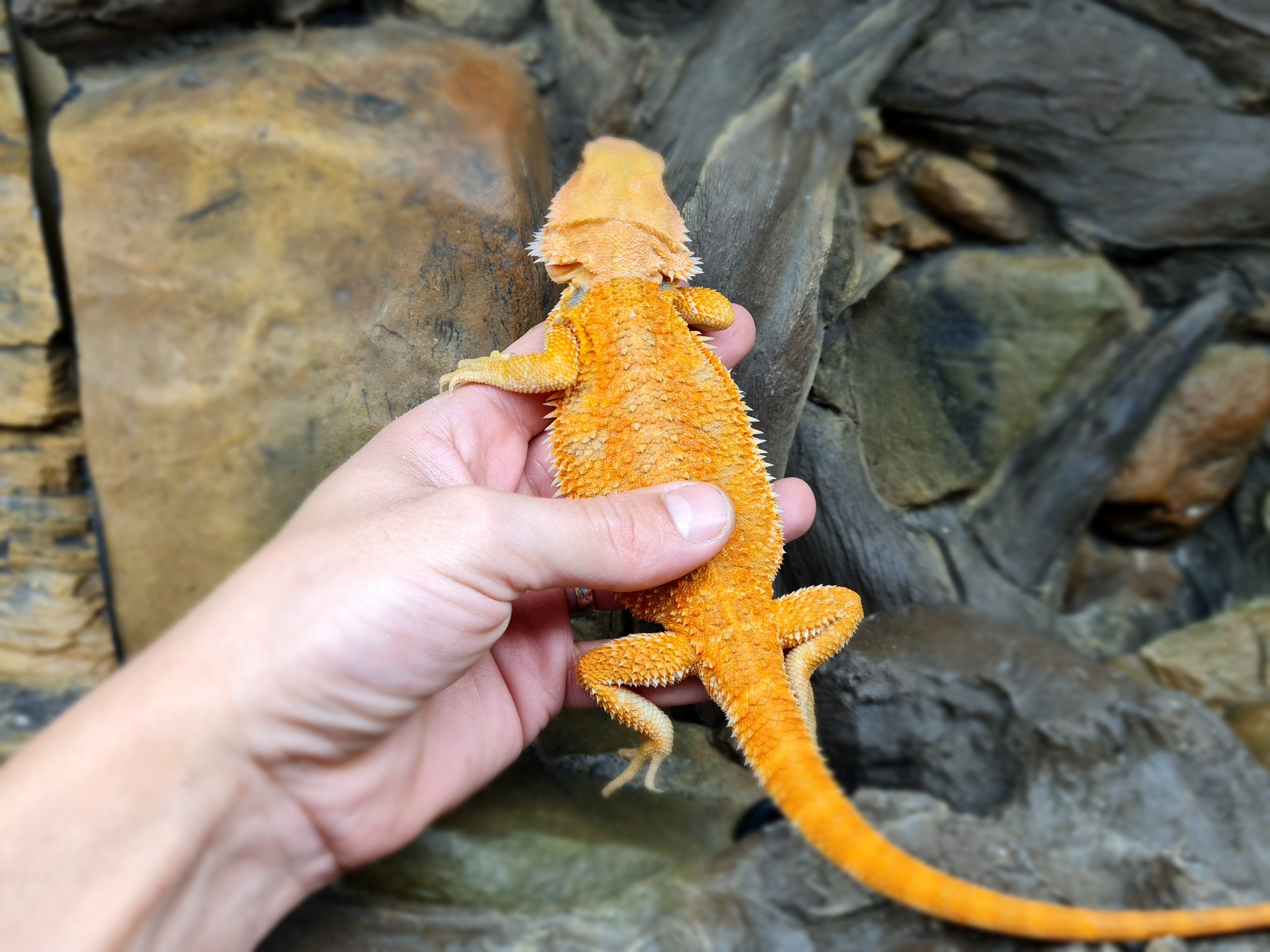 Pogona vitticeps "Hypo super trans orange/red blue bar" Femelle 2024 Nom/rÃ©fÃ©rence : HASITA