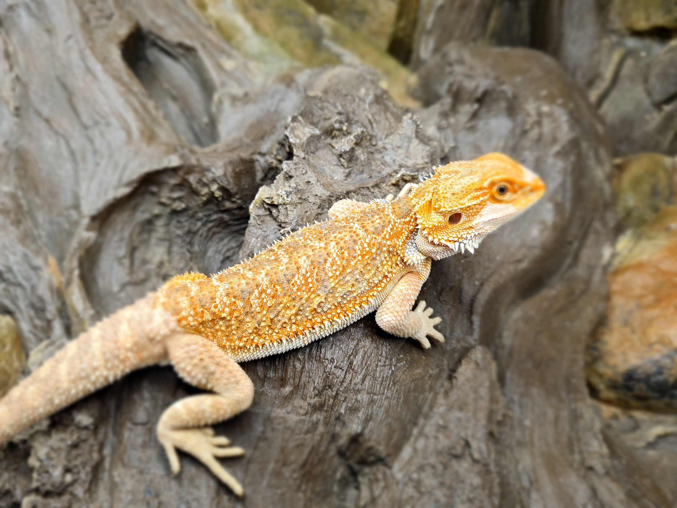 Pogona vitticeps "Hypo orange" Mâle 2024 Nom/référence : HIRTOLO