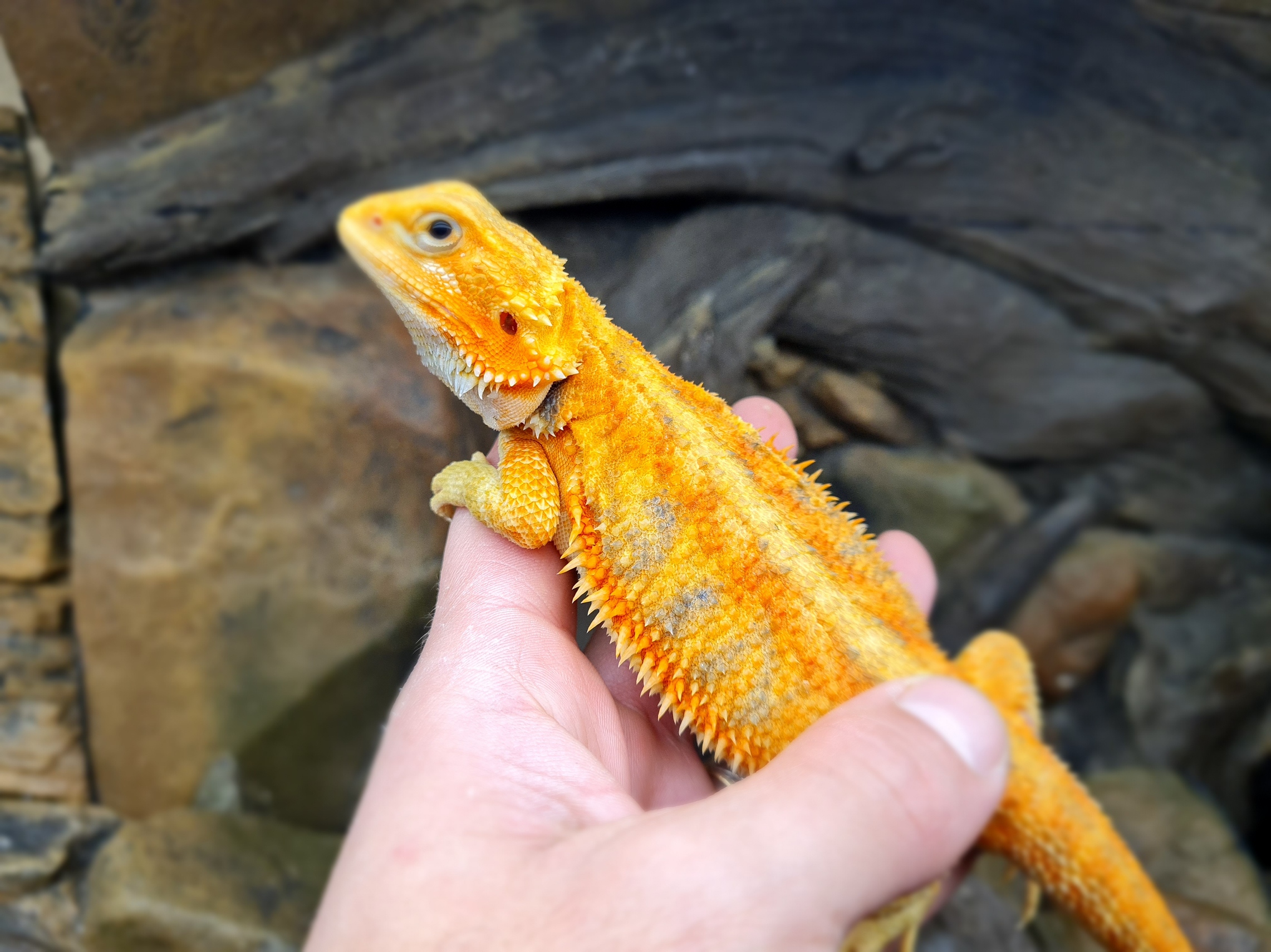 Pogona vitticeps "Hypo super trans citrus/red blue bar" Femelle 2024 Nom/rÃ©fÃ©rence : IMACOLA