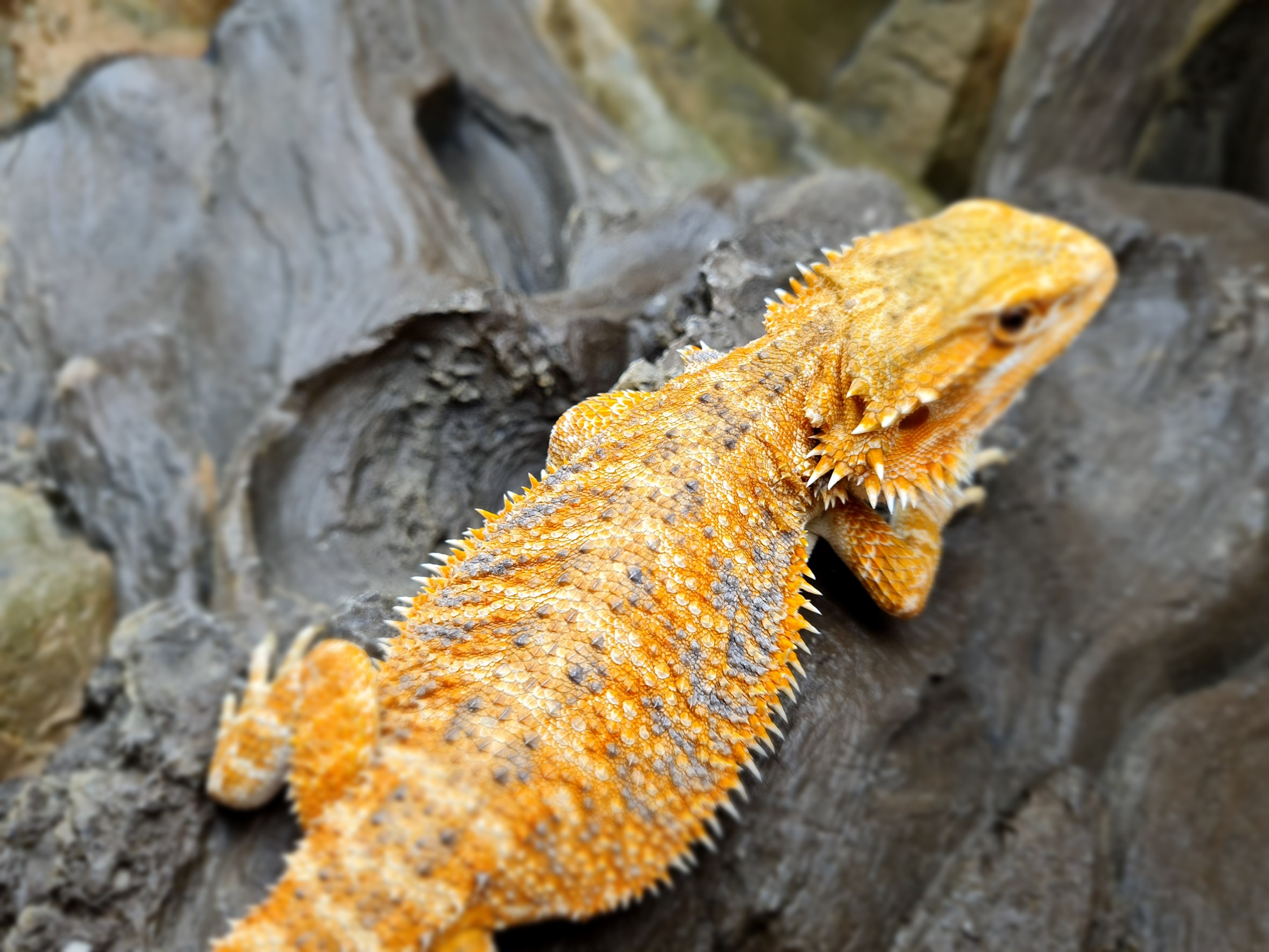 Pogona vitticeps "Hypo orange/red blue bar" Femelle 2024 Nom/rÃ©fÃ©rence : ISMALA
