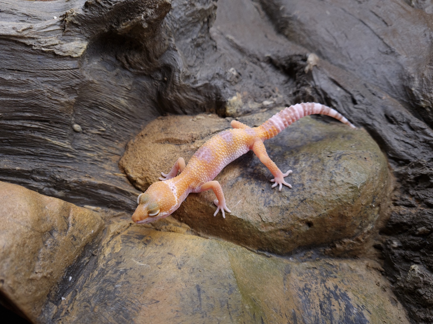 Eublepharis macularius "Sunglow" MÃ¢le 2024 Nom/rÃ©fÃ©rence : KELIO