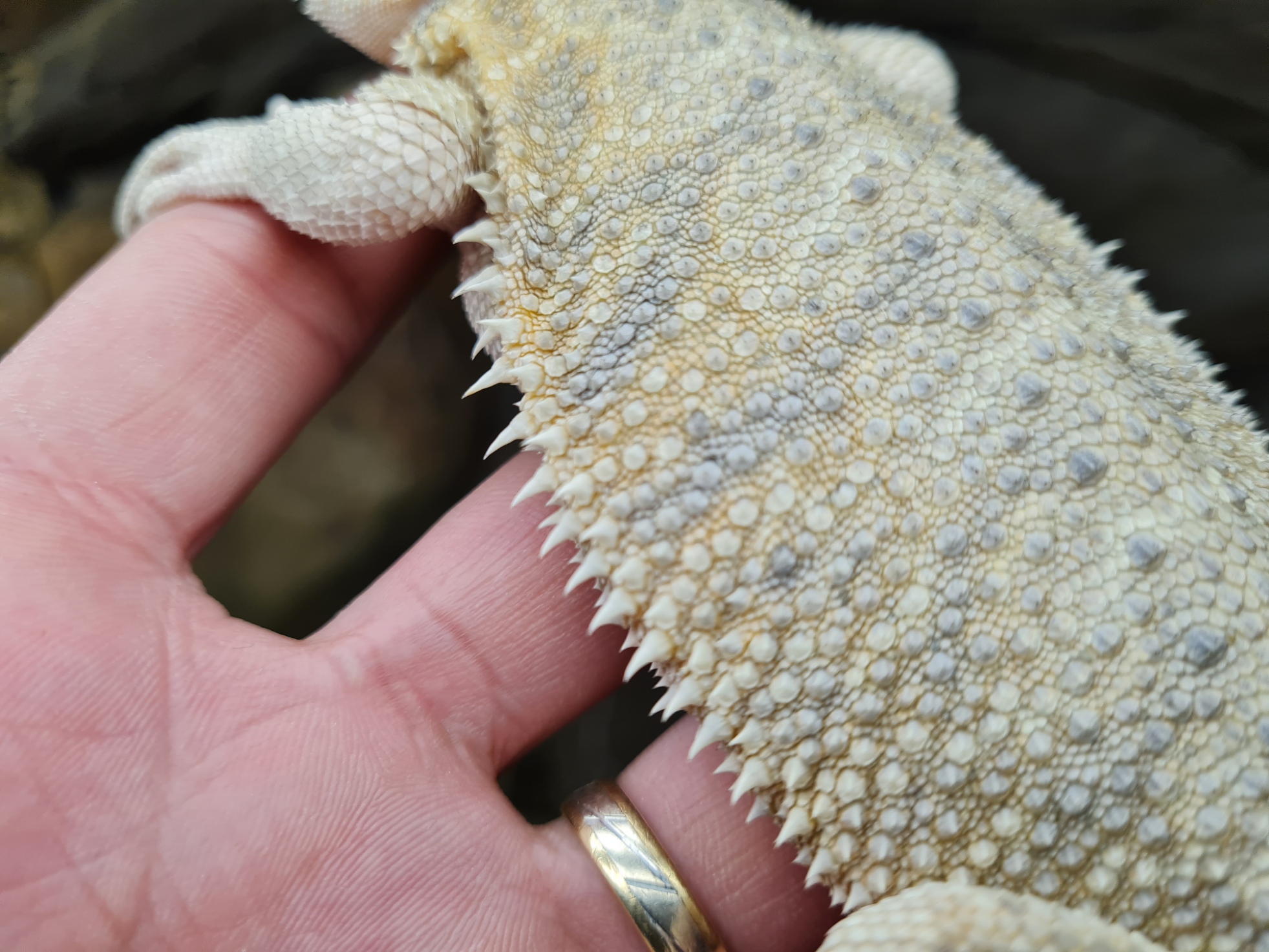 Pogona vitticeps "Hypo citrus blue bar" Femelle 2024 Nom/rÃ©fÃ©rence : KISTALA