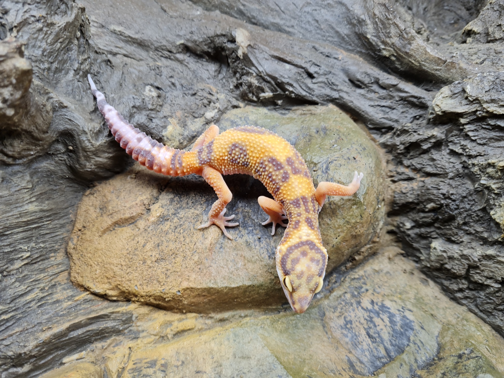 Eublepharis macularius "Electric tangerine bandit jungle bell" Femelle 2024 Nom/référence : LASANA