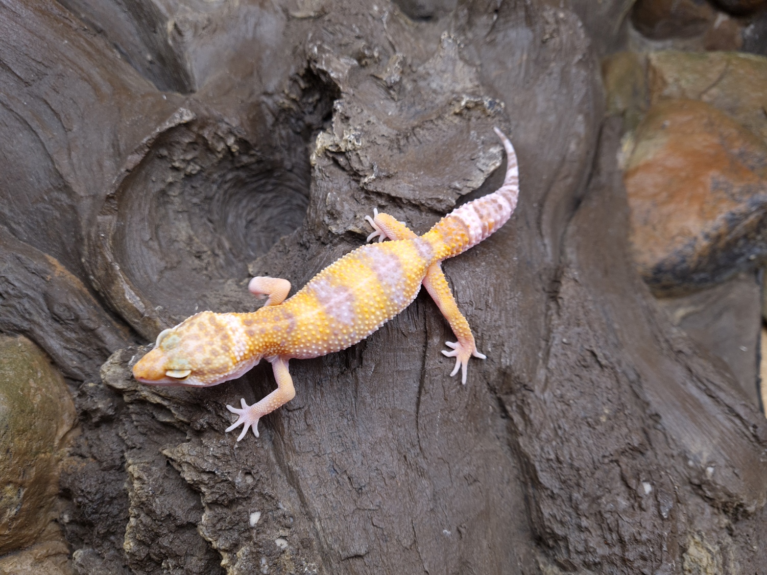 Eublepharis macularius "Sunglow" Mâle 2024 Nom/référence : LASSO