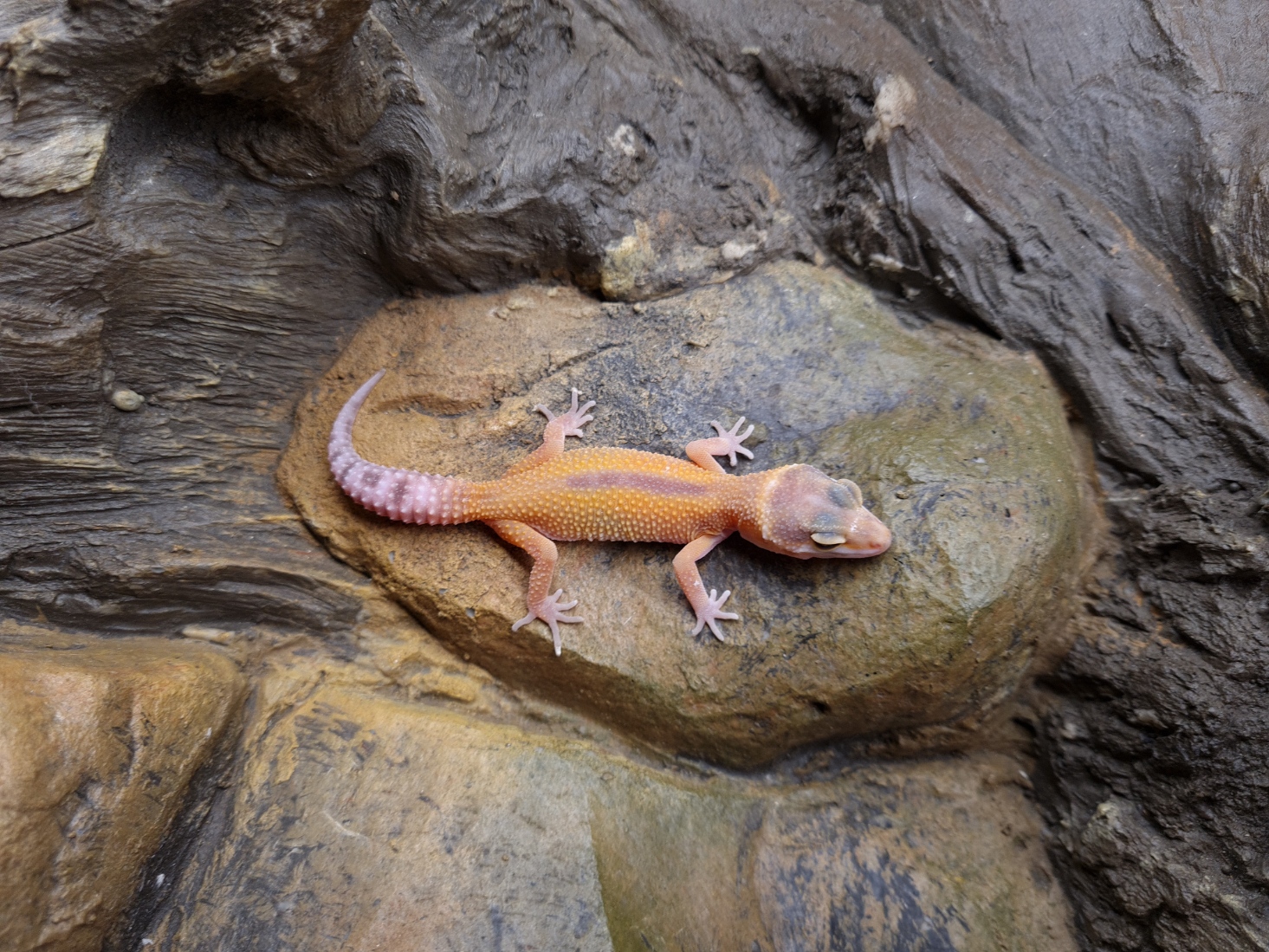 Eublepharis macularius "Electric tangerine reverse stripe bell" Femelle 2024 Nom/rÃ©fÃ©rence : MANDA
