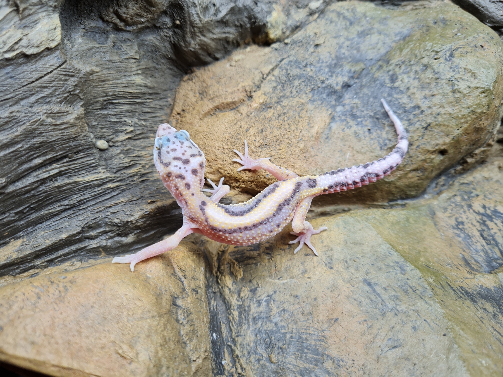 Eublepharis macularius "Mack snow bandit bold stripe lavender" TSD Mâle 2024 Nom/référence : MARIANO