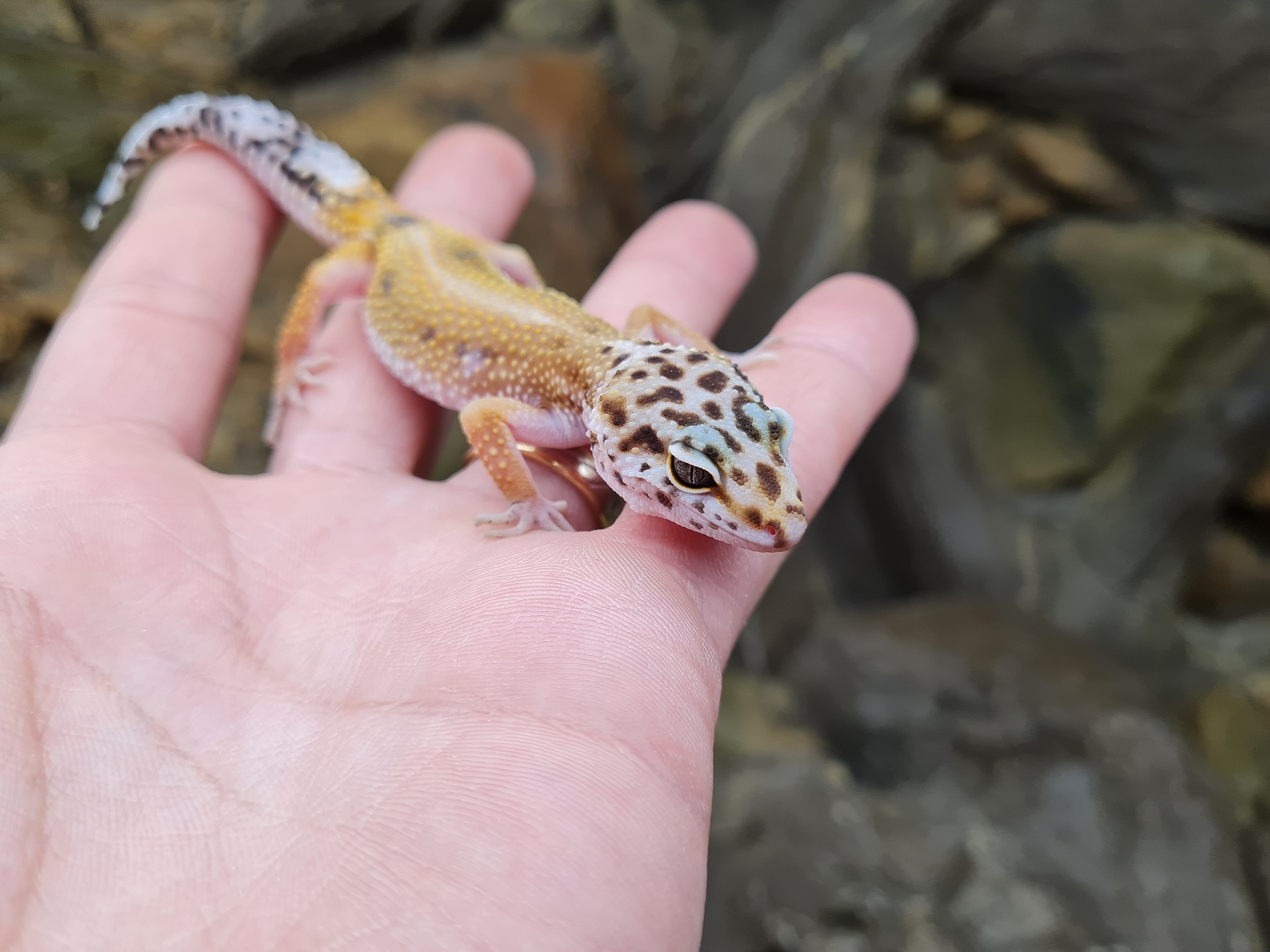 Eublepharis macularius "Hypo bandit reverse stripe" TSD Femelle 2024 Nom/rÃ©fÃ©rence : NAMA