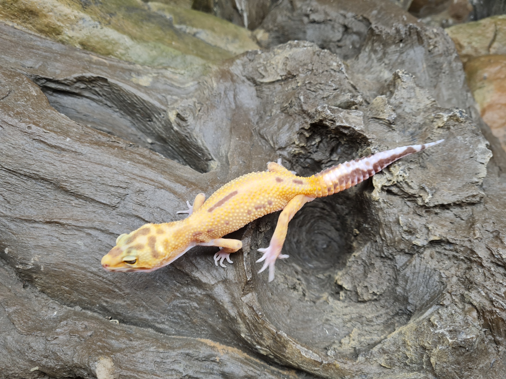 Eublepharis macularius "Sunglow bandit reverse stripe" MÃ¢le 2024 Nom/rÃ©fÃ©rence : NANIO