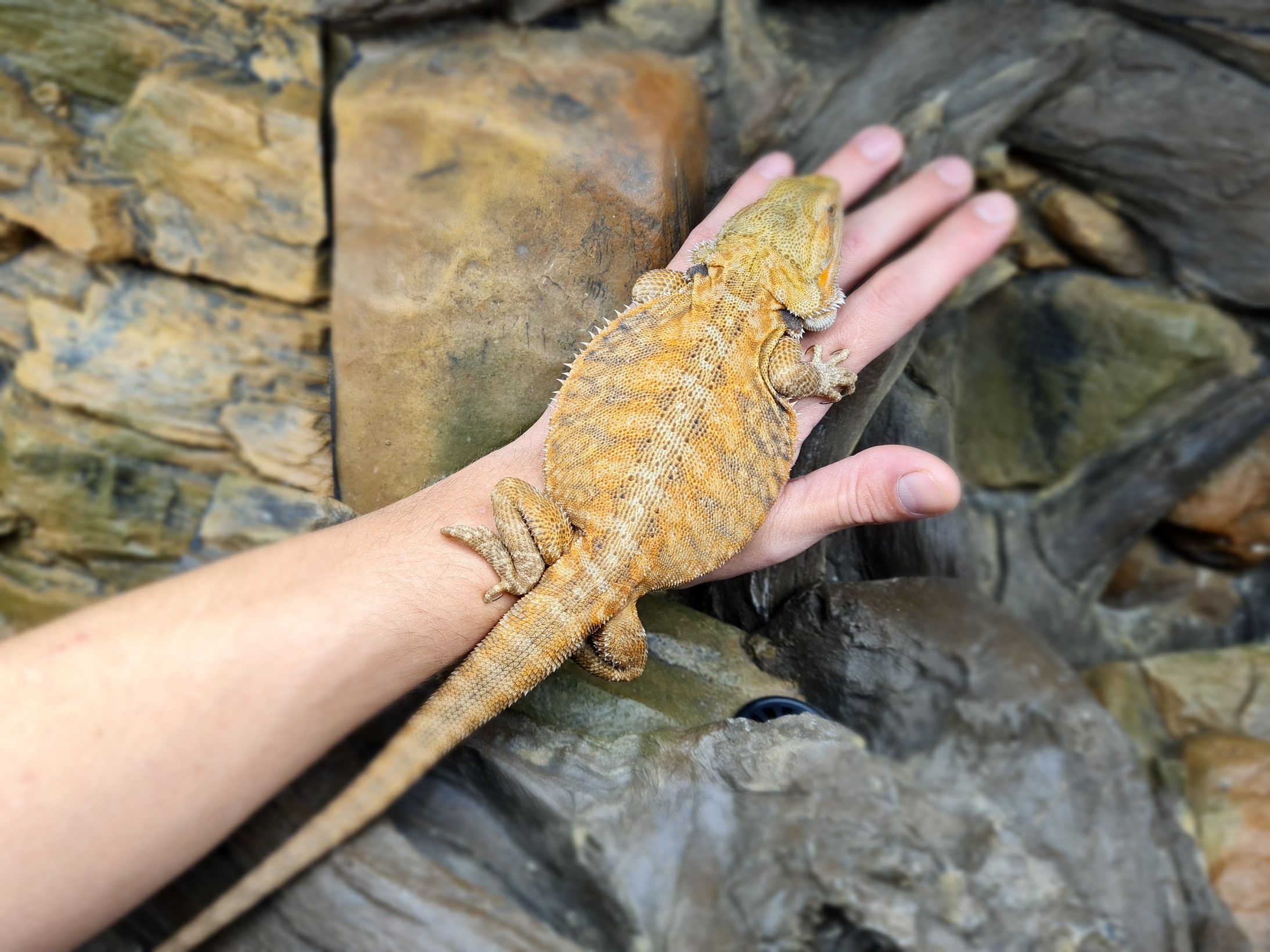 Pogona vitticeps "Leatherback orange" Femelle 2024 Nom/rÃ©fÃ©rence : OREA