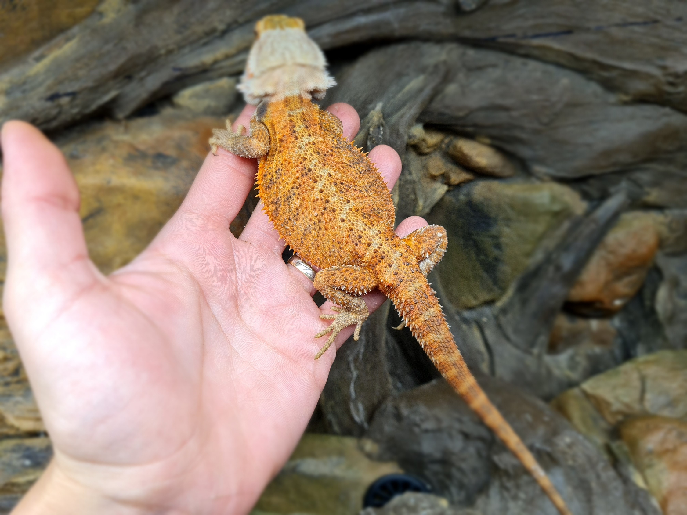 Pogona vitticeps "Transluscent orange" Femelle 2024 Nom/rÃ©fÃ©rence : ORIANA