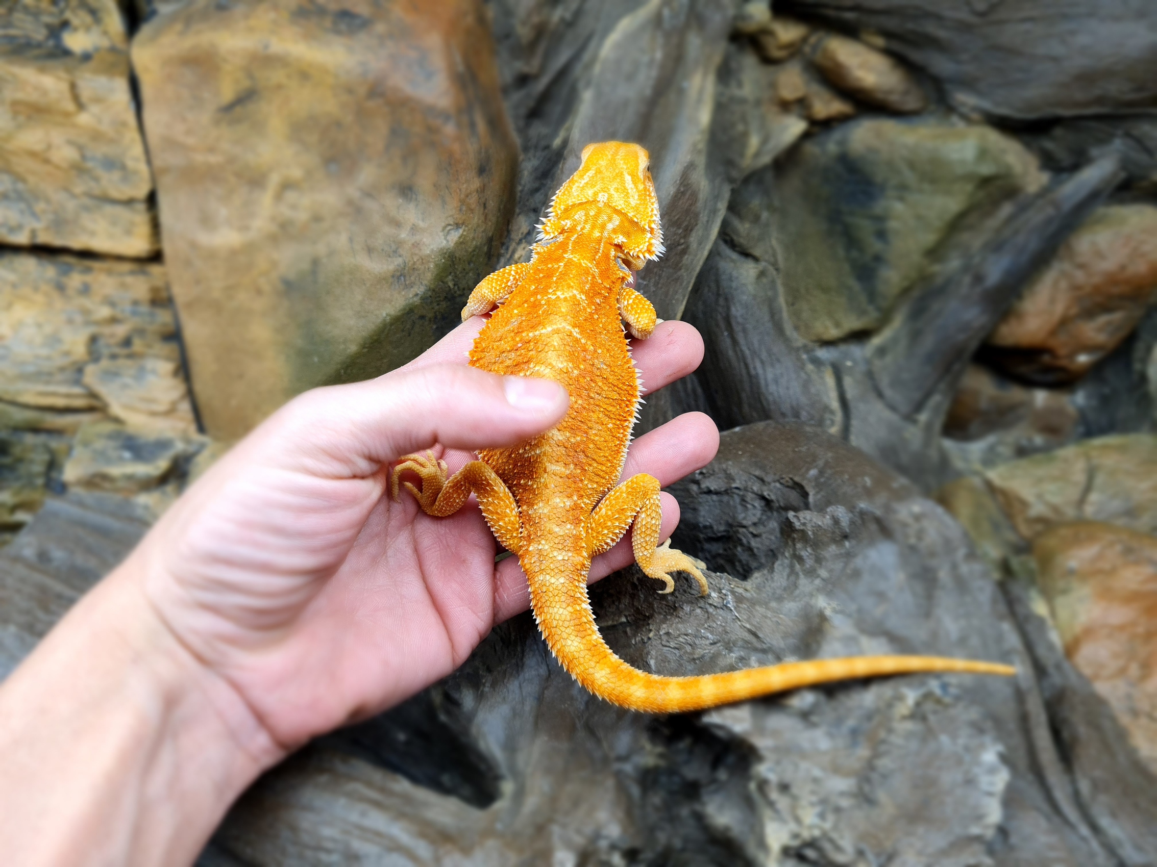 Pogona vitticeps "Hypo trans red/orange" MÃ¢le 2024 Nom/rÃ©fÃ©rence : ORTADIO