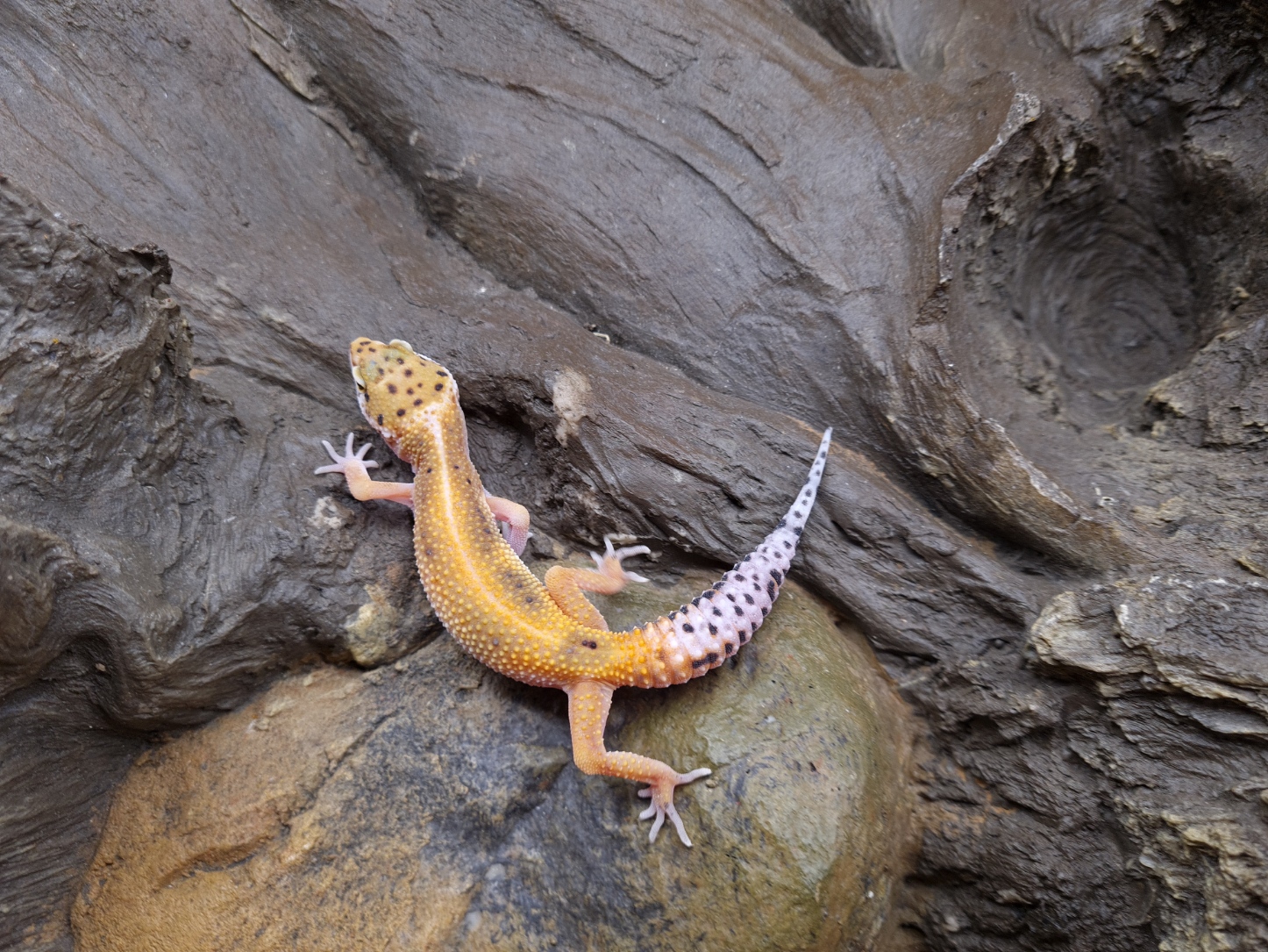 Eublepharis macularius "Emerine bandit reverse stripe" TSD Femelle 2024 Nom/rÃ©fÃ©rence : OSIA