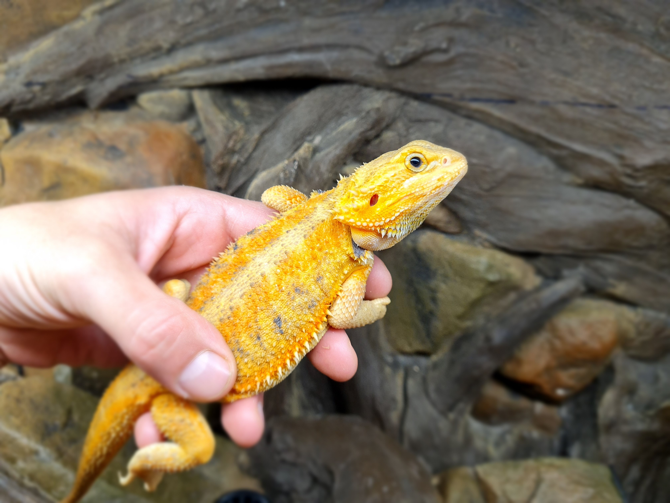 Pogona vitticeps "Hypo super trans citrus orange blue bar" Femelle 2024 Nom/référence : PLEMA