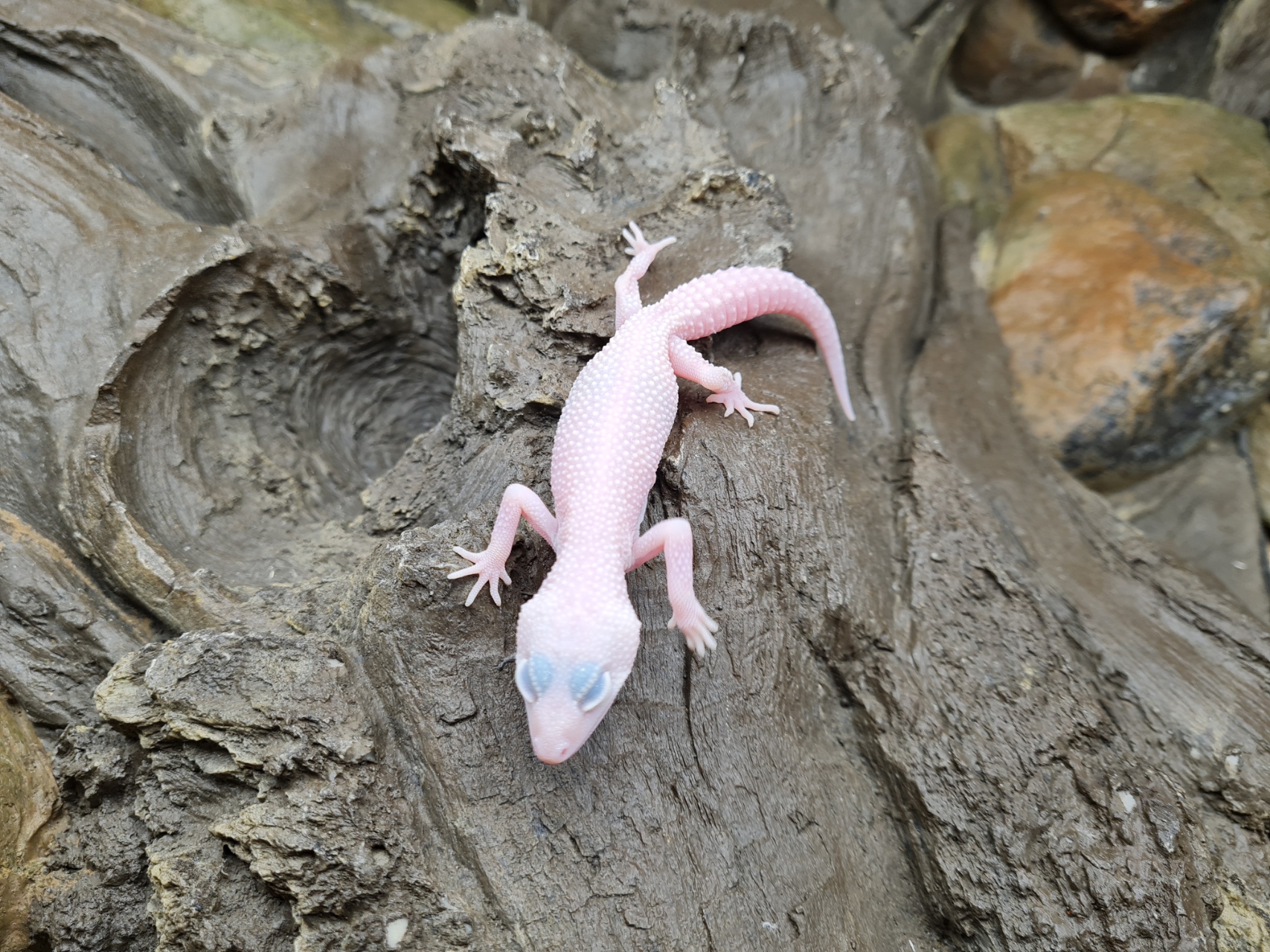 Eublepharis macularius "Blizzard eclipse" TSD Femelle 2024 Nom/rÃ©fÃ©rence : POSA
