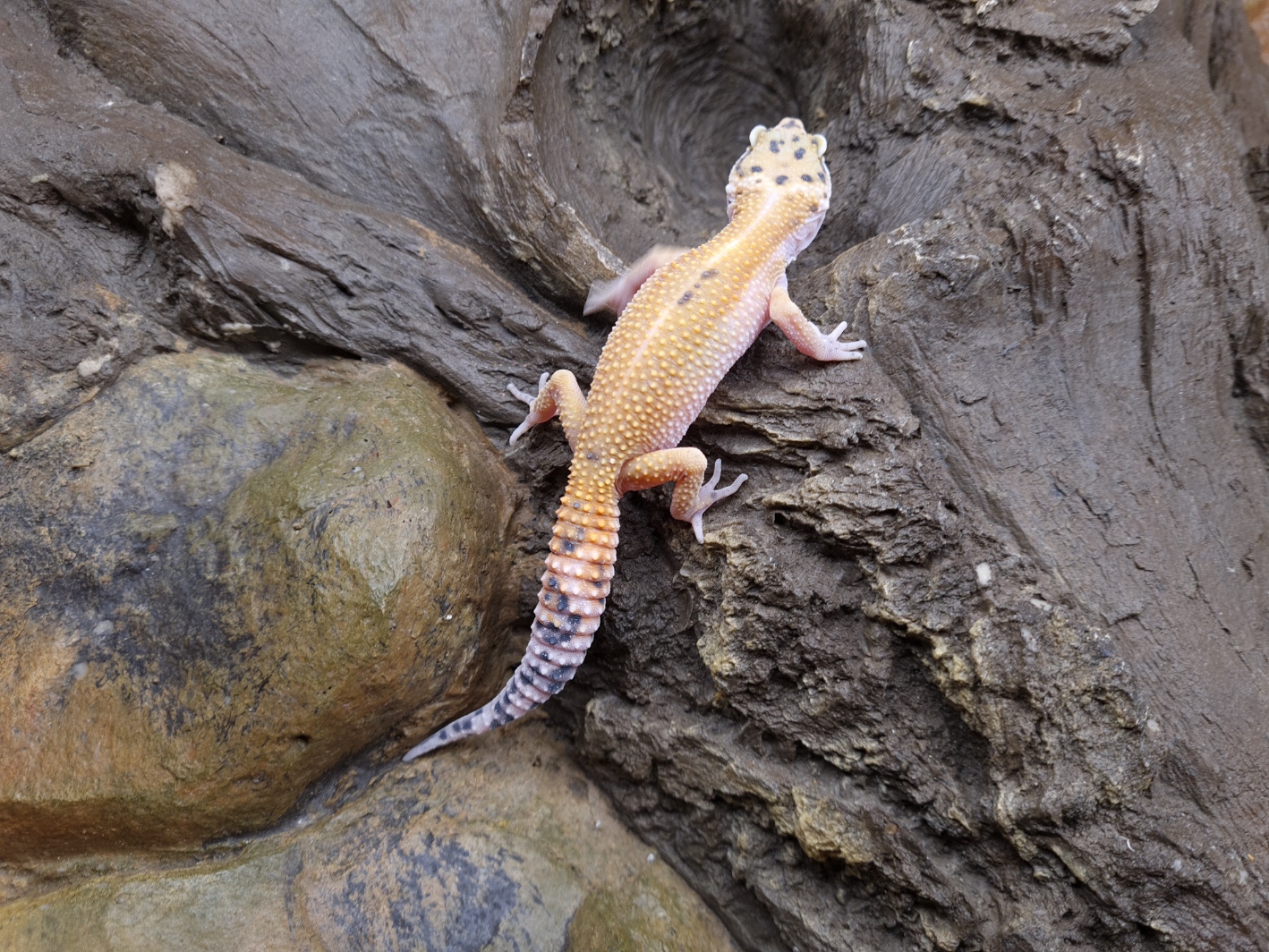 Eublepharis macularius "Super hypo w&y bandit" TSD Mâle 2024 Nom/référence : RAKIO
