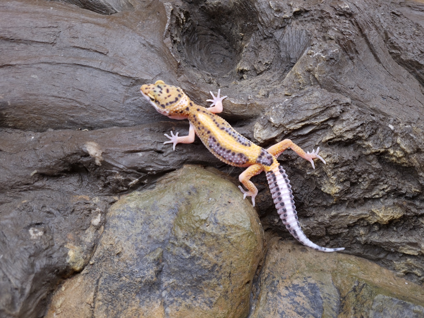 Eublepharis macularius "Bandit bold stripe lavender" TSD Femelle 2024 Nom/rÃ©fÃ©rence : RIANDIA