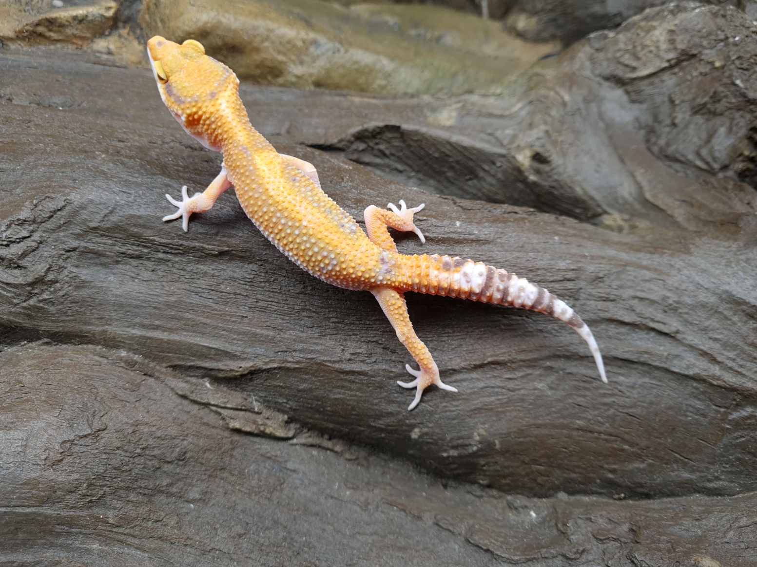 Eublepharis macularius "Emerine bold stripe" MÃ¢le 2024 Nom/rÃ©fÃ©rence : ROSINO