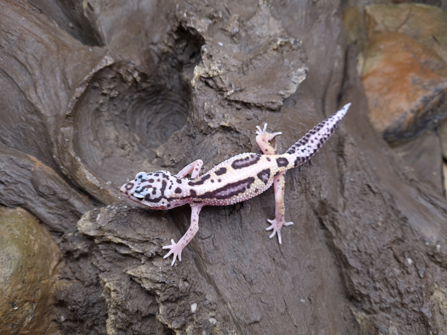 Eublepharis macularius "Mack snow bandit bold stripe eclipse" Femelle 2024 Nom/rÃ©fÃ©rence : RUBYA