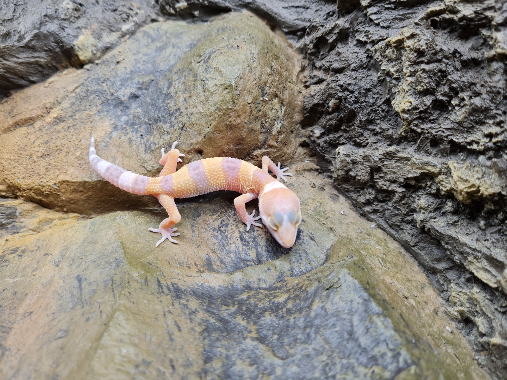 Eublepharis macularius "Sunglow" Femelle 2024 Nom/rÃ©fÃ©rence : SAMIA