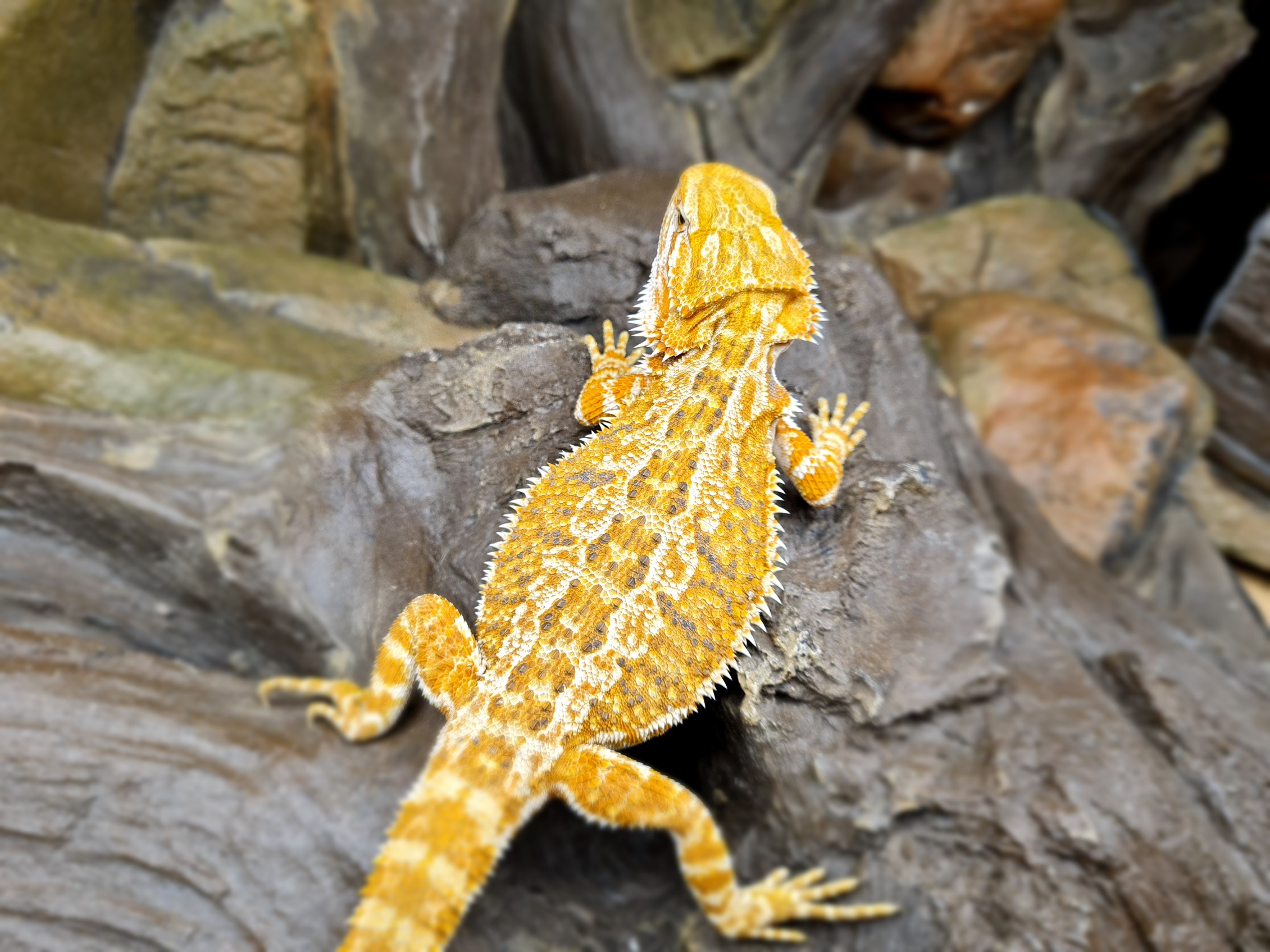 Pogona vitticeps "PURE CITRUS !!!" Femelle 2024 Nom/rÃ©fÃ©rence : SARTITA