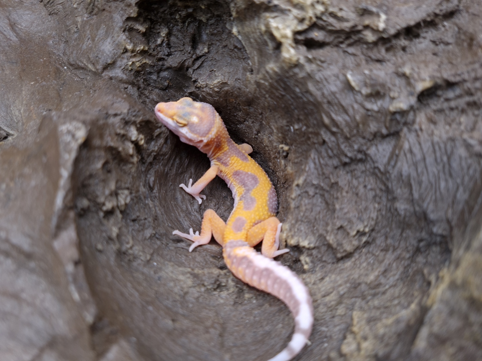 Eublepharis macularius "Electric tangerine bold stripe bell" Femelle 2024 Nom/rÃ©fÃ©rence : TALANANA