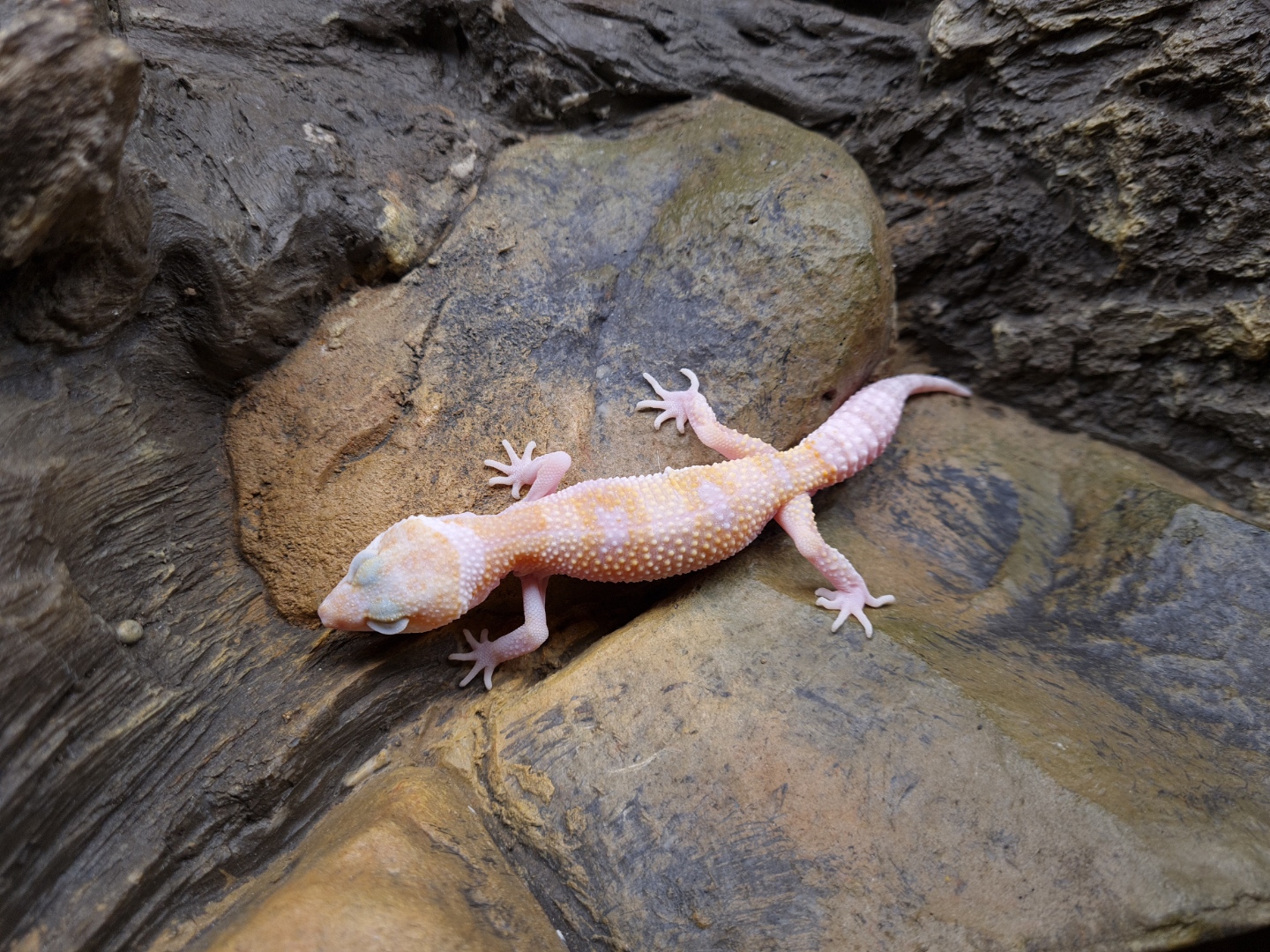 Eublepharis macularius "Mack snow rainwater hypo w&y" TSD MÃ¢le 2024 Nom/rÃ©fÃ©rence : TUESDO