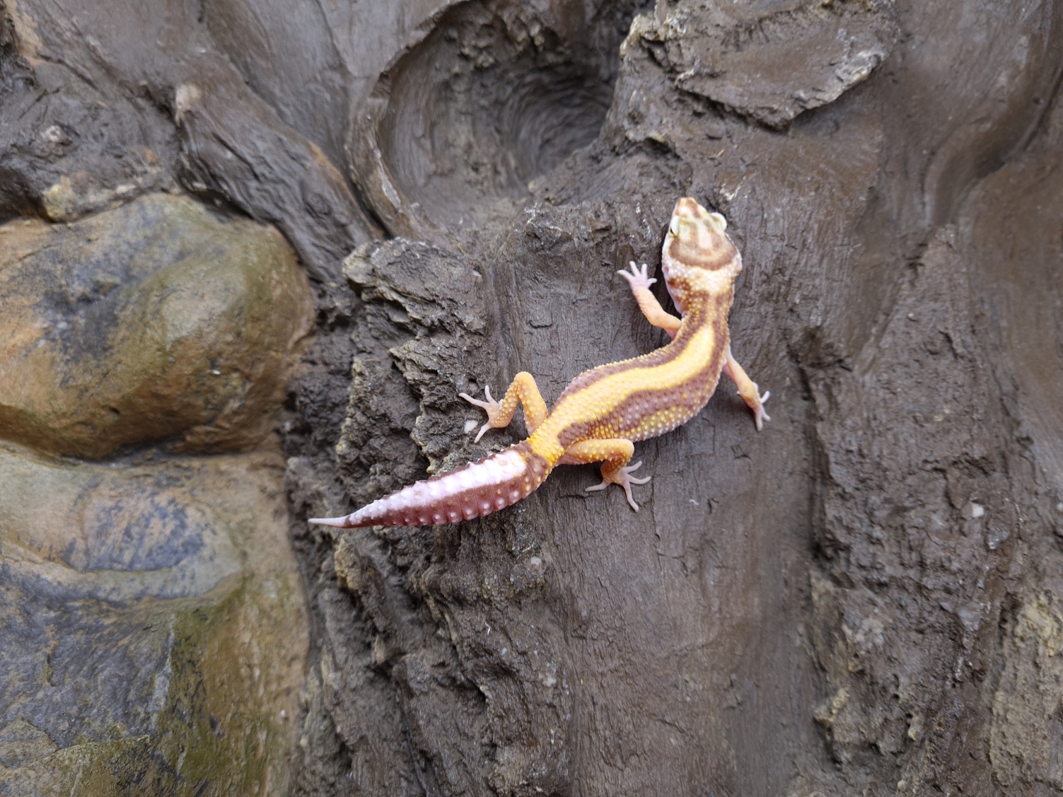 Eublepharis macularius "Bold stripe bell" TSD Femelle 2024 Nom/rÃ©fÃ©rence : WEEKA