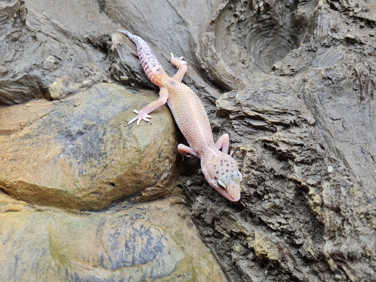 Eublepharis macularius "Super hypo bandit cross eclipse" TSD Femelle 2024 Nom/référence : ZIANA