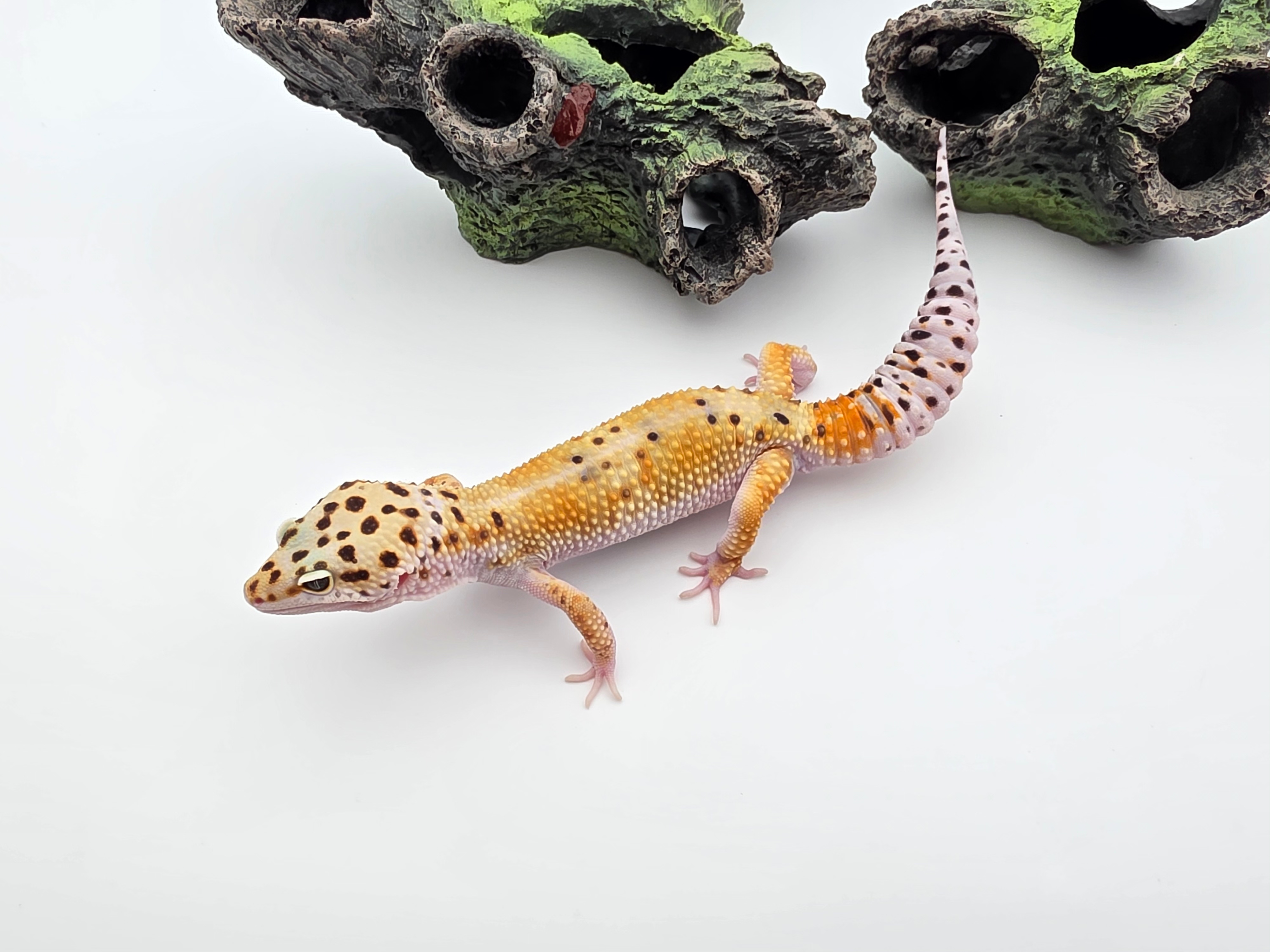 Eublepharis macularius, mâle né en 2025, "Bandit cross hypo tangerine", Nom/référence : PANISIO (photos prises en août 2025)