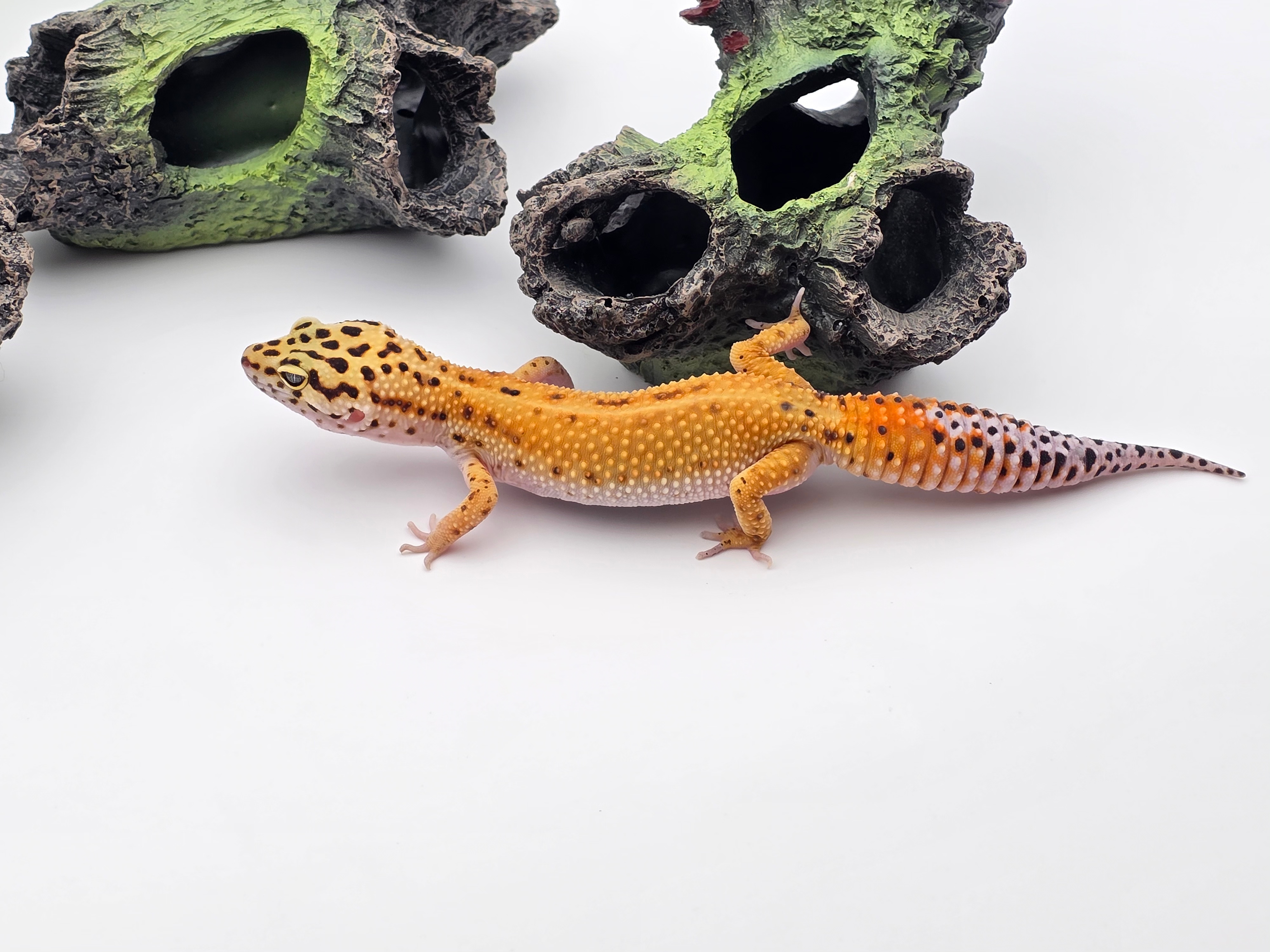 Eublepharis macularius, femelle née en 2024, "Electric emerine bold stripe jungle bandit", Nom/référence : SIPALIA