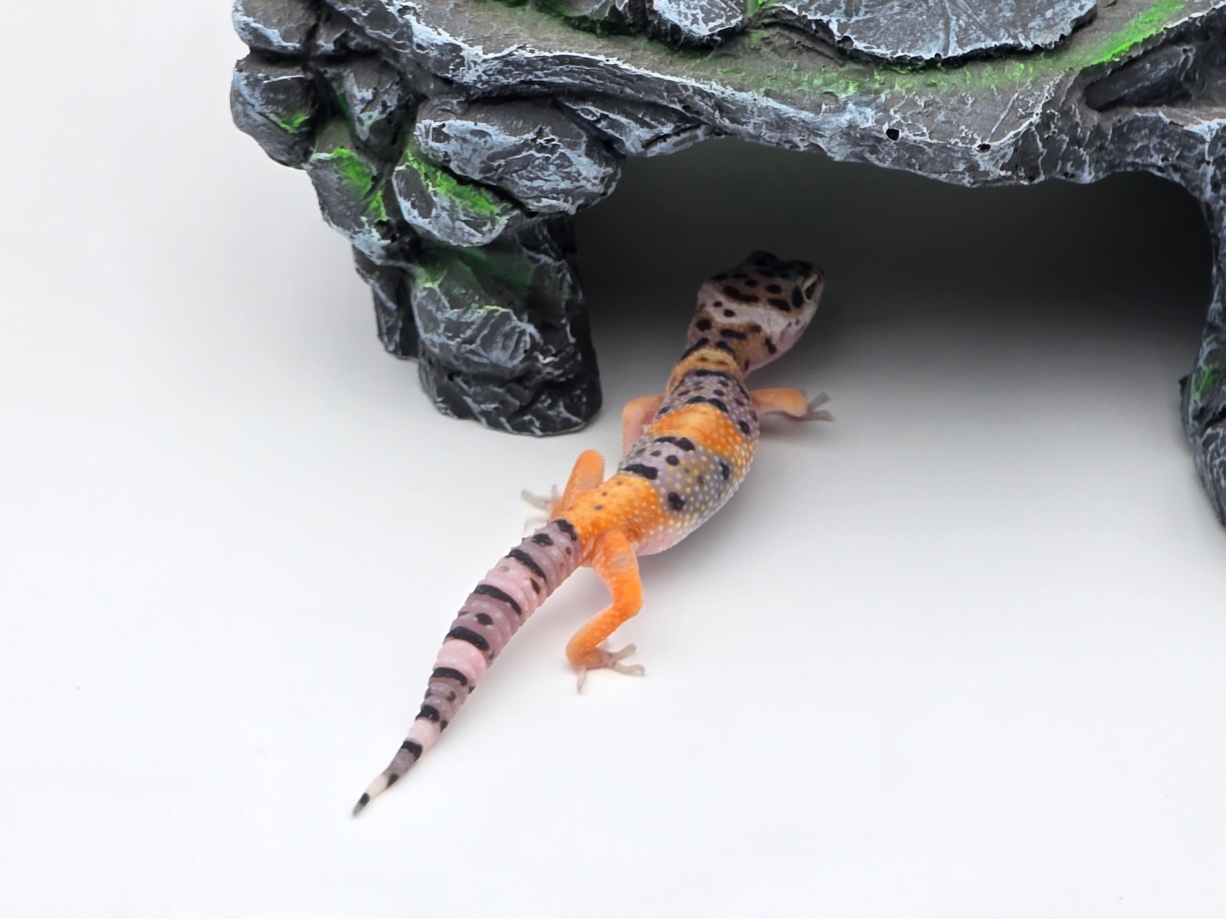 Eublepharis macularius, TSD femelle nÃ©e en 2025, "Bandit electric tangerine", Nom/rÃ©fÃ©rence : MORTINA