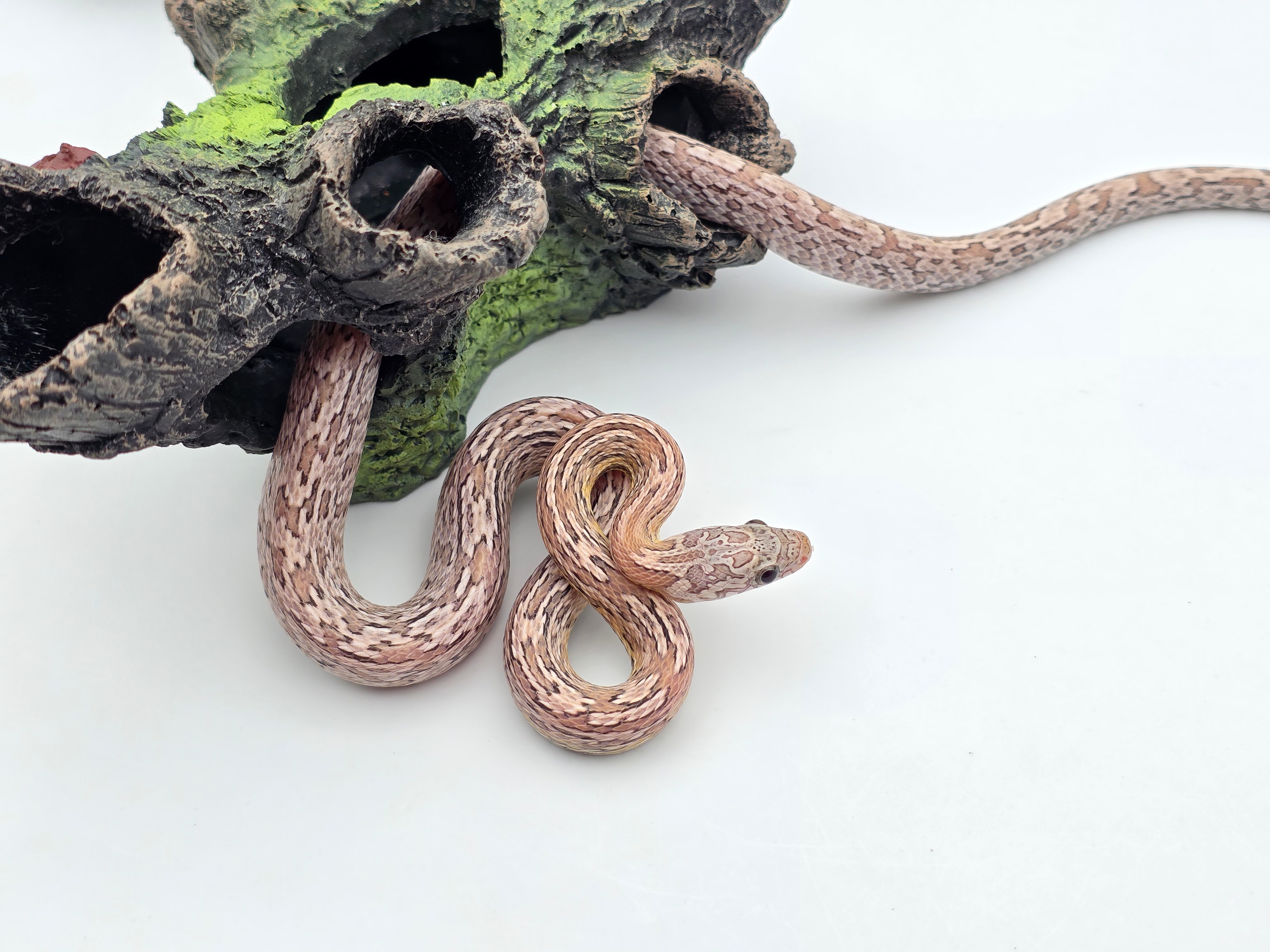 Pantherophis guttatus, jeune mÃ¢le nÃ© Ã  l'Ã©levage en 2024, "Tessera ghost sunkissed" Nom : TEGO
