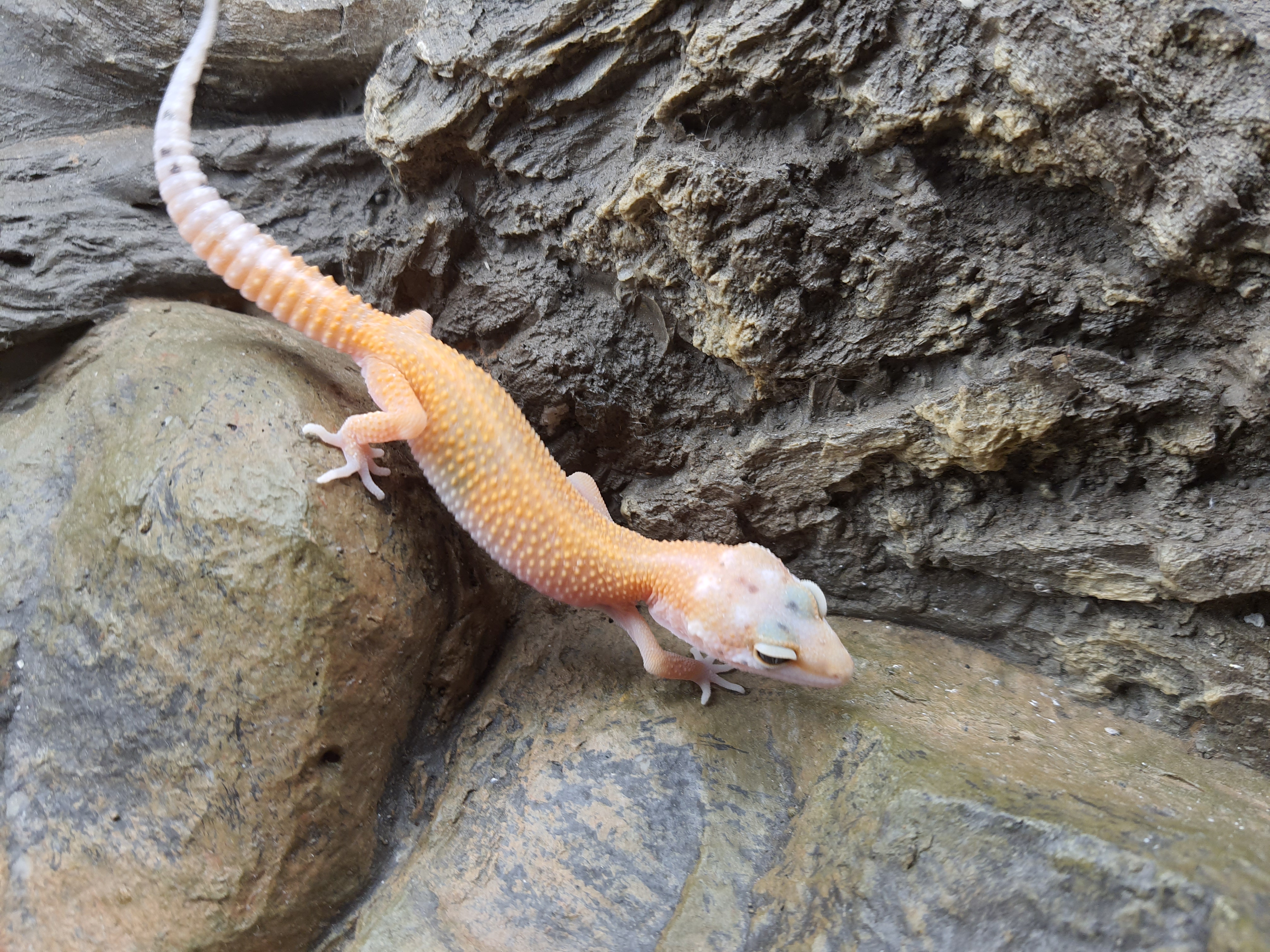 Eublepharis macularius, mÃ¢le nÃ© en 2024, "Hypo electric tangerine bold stripe", Nom/rÃ©fÃ©rence : INALYO