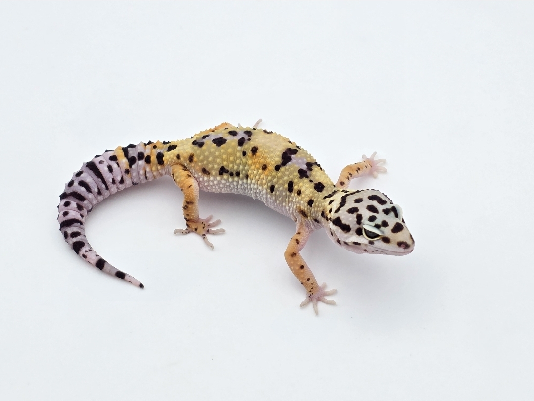 Eublepharis macularius, TSD femelle née en 2025, "Bandit cross tangerine", Nom/référence : BRUITA