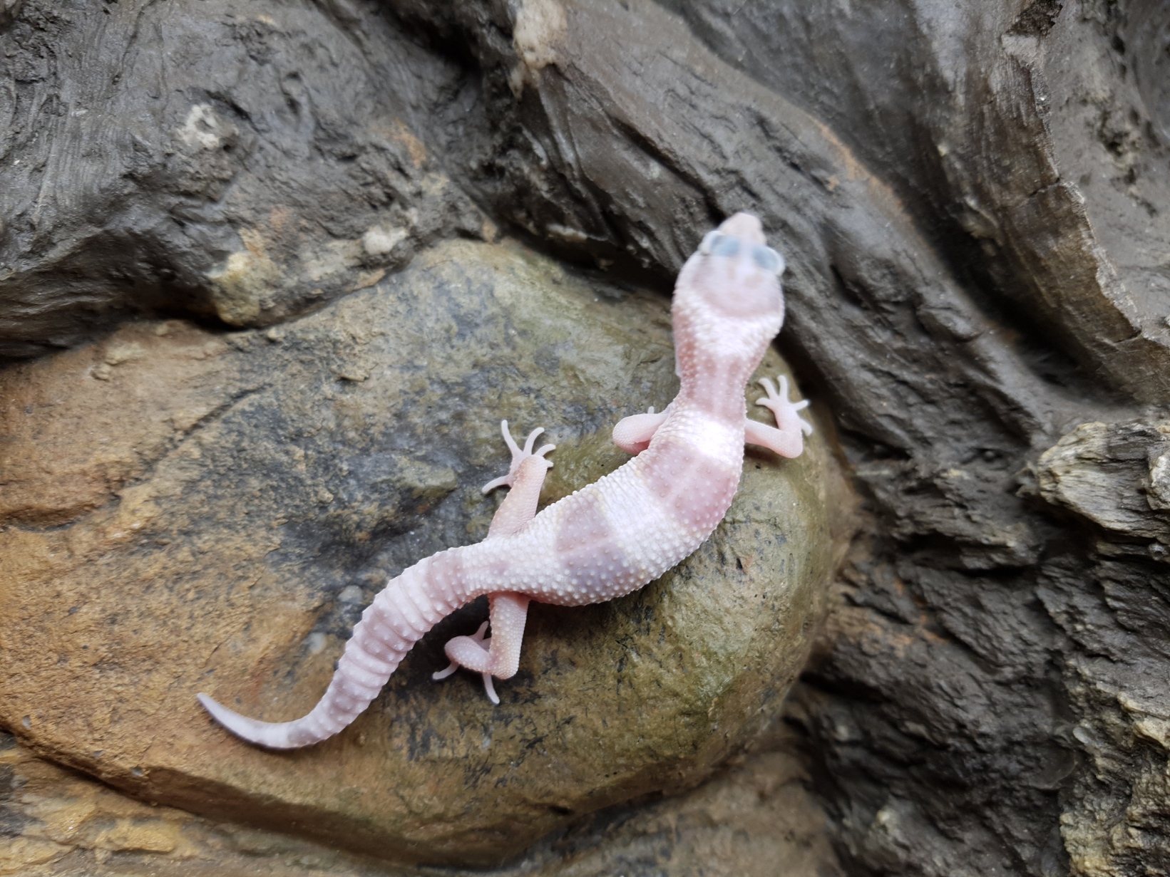 Eublepharis macularius, TSD femelle nÃ©e en 2025, "Hypo mack snow tremper", Nom/rÃ©fÃ©rence : BELISIA
