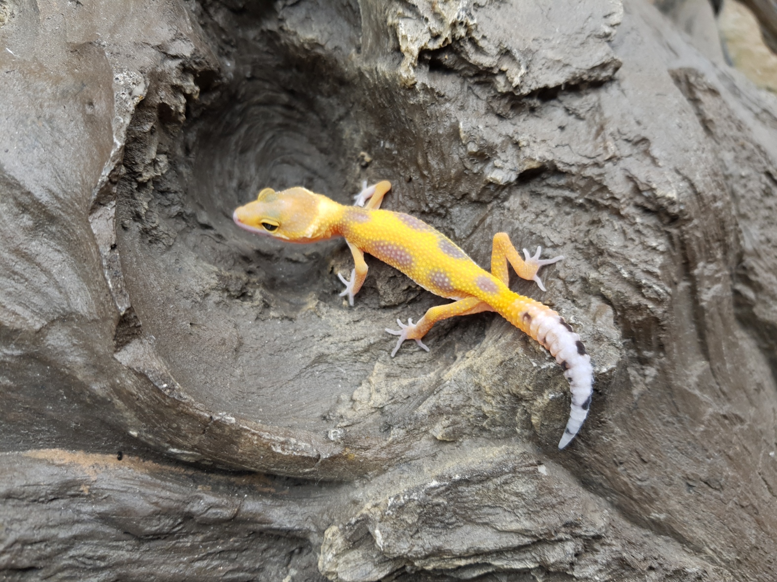 Eublepharis macularius, TSD femelle nÃ©e en 2025, "Electric tangerine bold stripe", Nom/rÃ©fÃ©rence : DINOSA