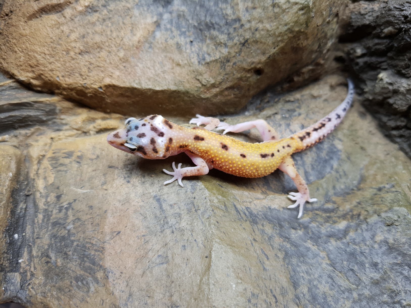 Eublepharis macularius, TSD femelle née en 2025, "Bandit electric tangerine reverse stripe", Nom/référence : LAURIA