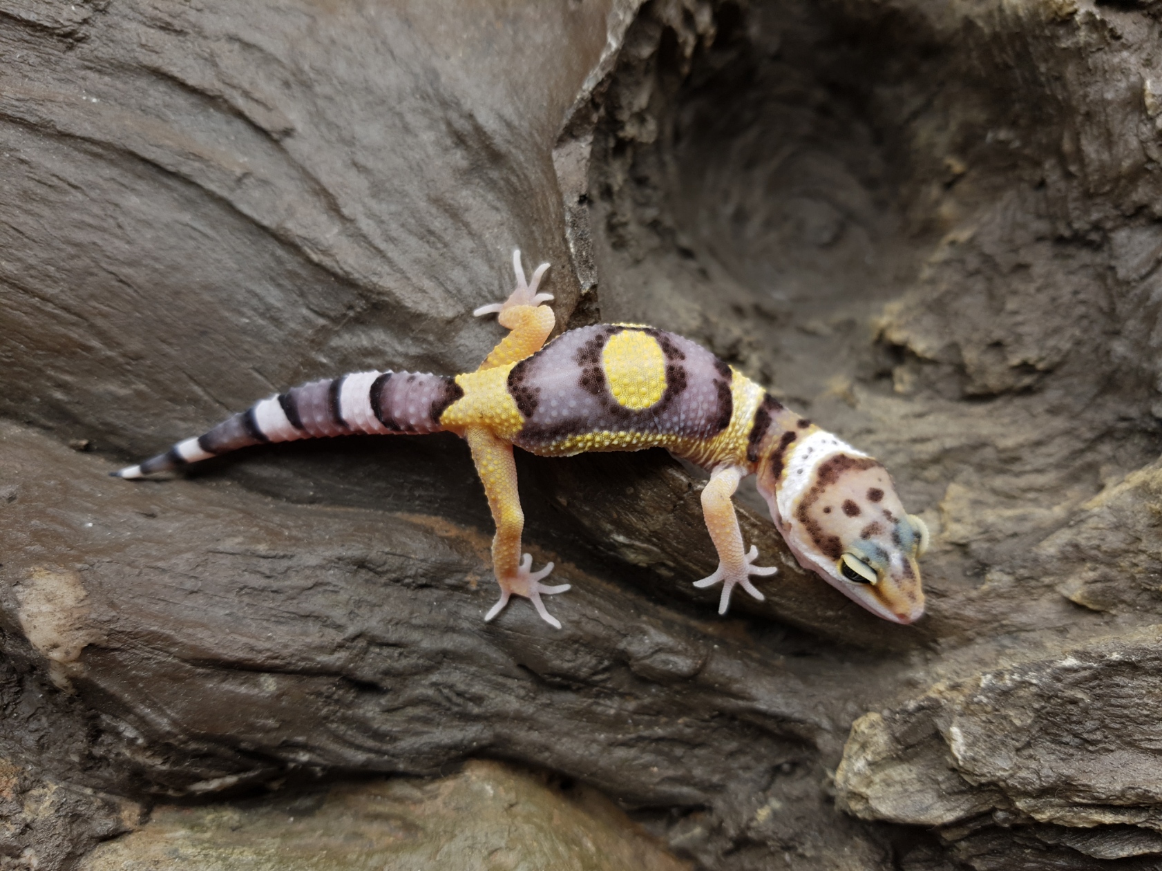 Eublepharis macularius, TSD femelle nÃ©e en 2025, "Bandit tangerine", Nom/rÃ©fÃ©rence : MIELA