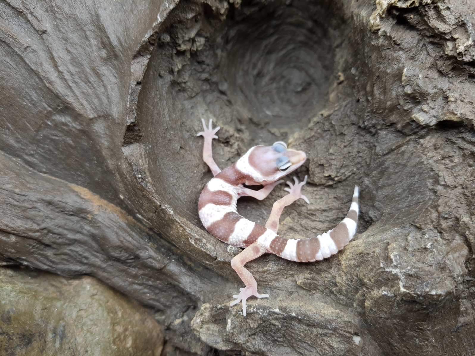Eublepharis macularius, TSD femelle nÃ©e en 2025, "Hypo mack snow", Nom/rÃ©fÃ©rence : PERIANA