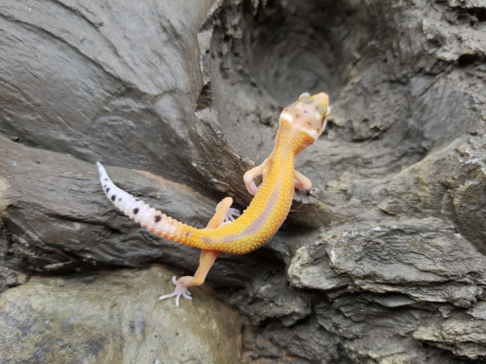 Eublepharis macularius, TSD femelle nÃ©e en 2025, "Tangerine reverse stripe", Nom/rÃ©fÃ©rence : RETORNA