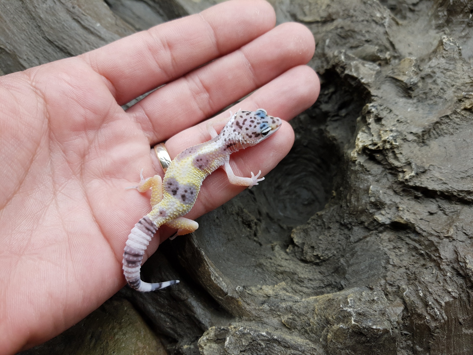 Eublepharis macularius, TSD femelle nÃ©e en 2025, "Hypo mack snow bandit jungle", Nom/rÃ©fÃ©rence : SENDERA