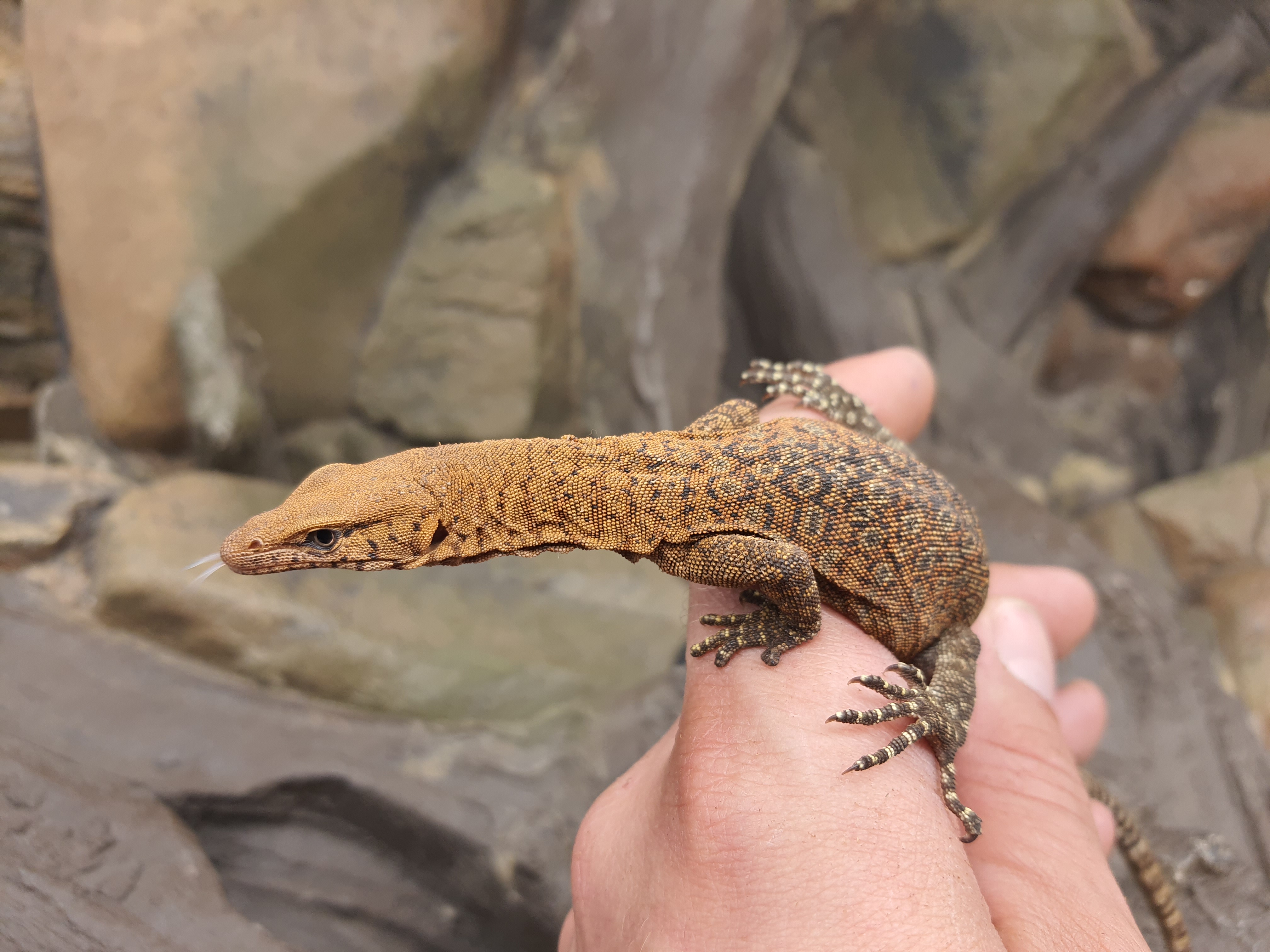 Varanus pilbarensis, mâle né en 2022, "Naturel", Nom/référence : PILBARO